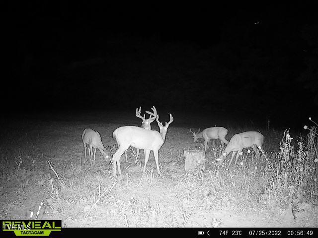 174 Carr Hollow Rd Road, Elizabethton, Tennessee image 45