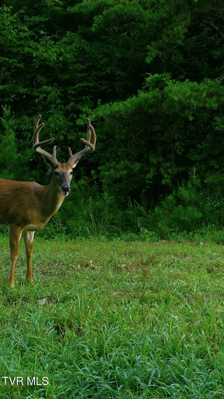 174 Carr Hollow Rd Road, Elizabethton, Tennessee image 43