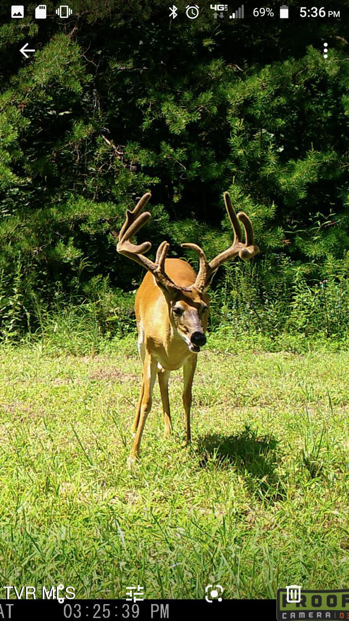 174 Carr Hollow Rd Road, Elizabethton, Tennessee image 41