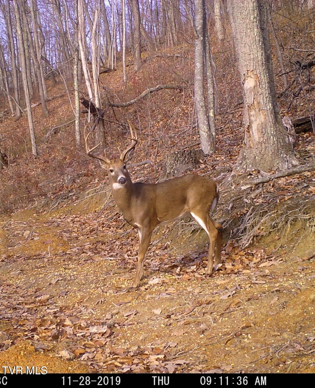 174 Carr Hollow Rd Road, Elizabethton, Tennessee image 46