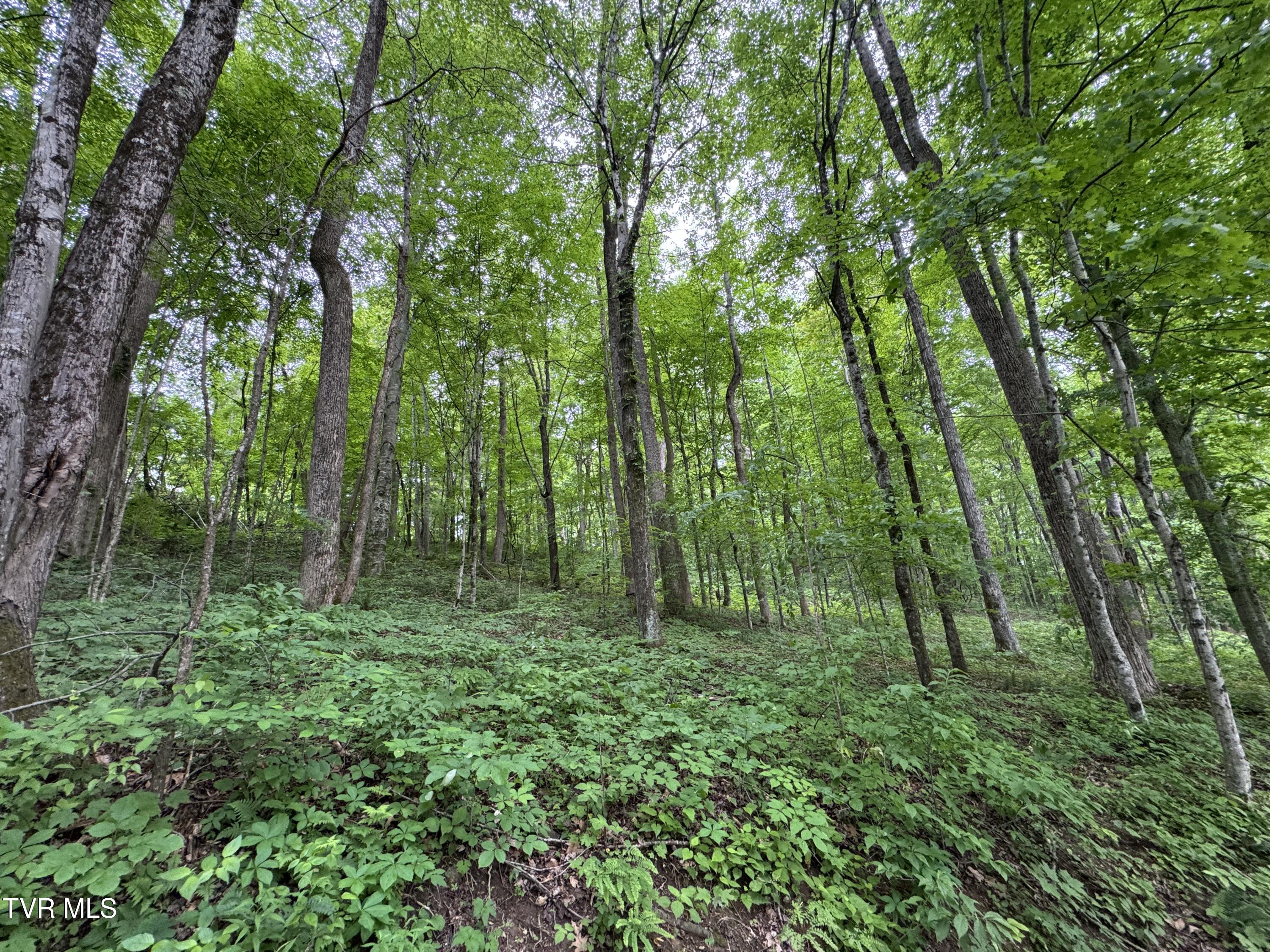 649 Sugar Run Road, Jonesville, Virginia image 25