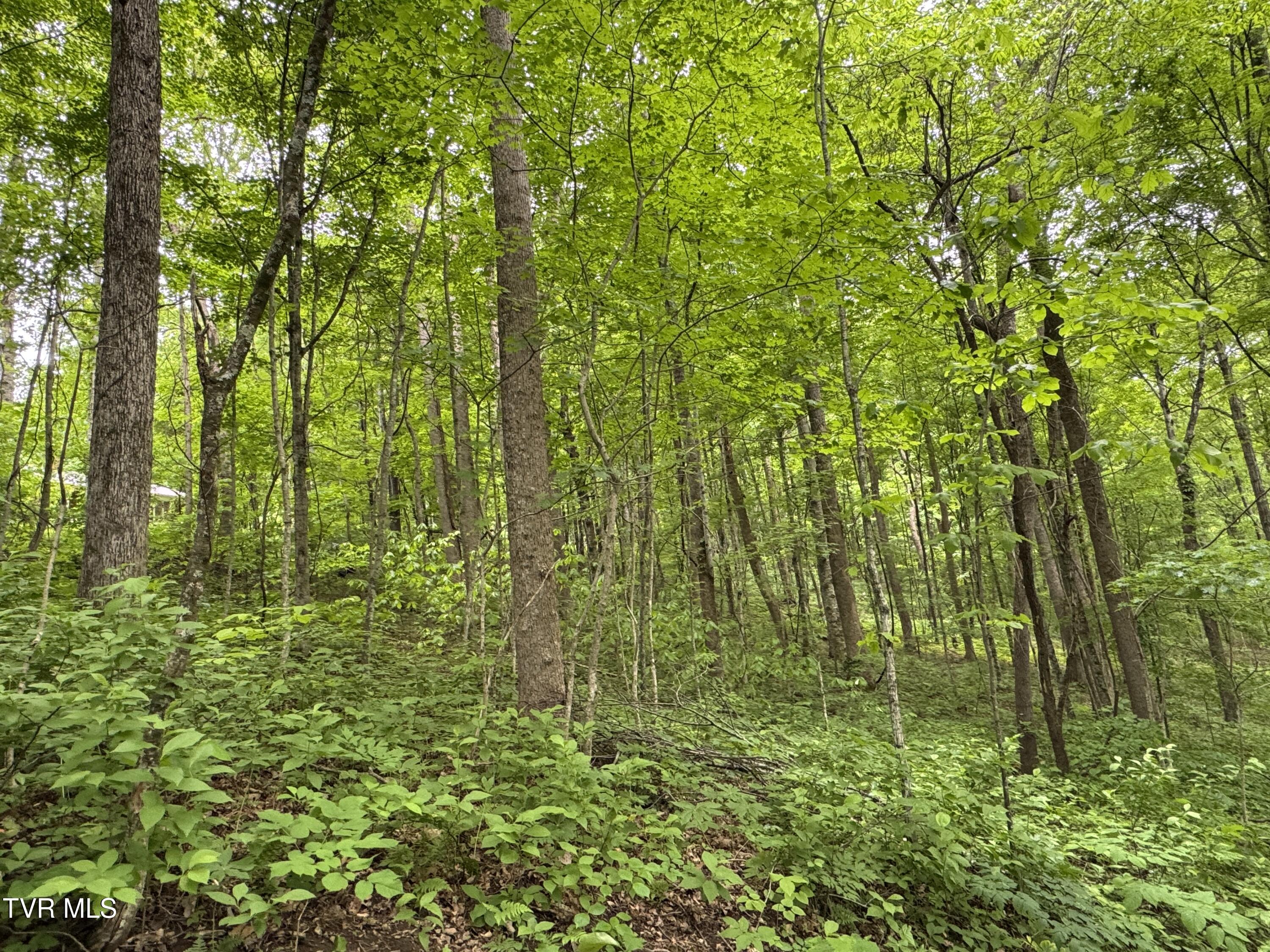 649 Sugar Run Road, Jonesville, Virginia image 26