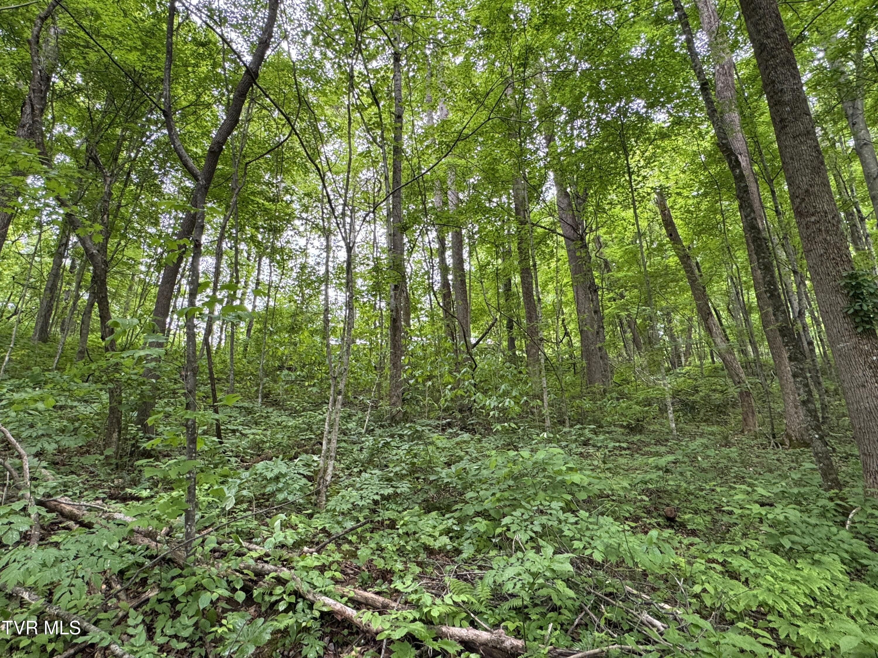 649 Sugar Run Road, Jonesville, Virginia image 27