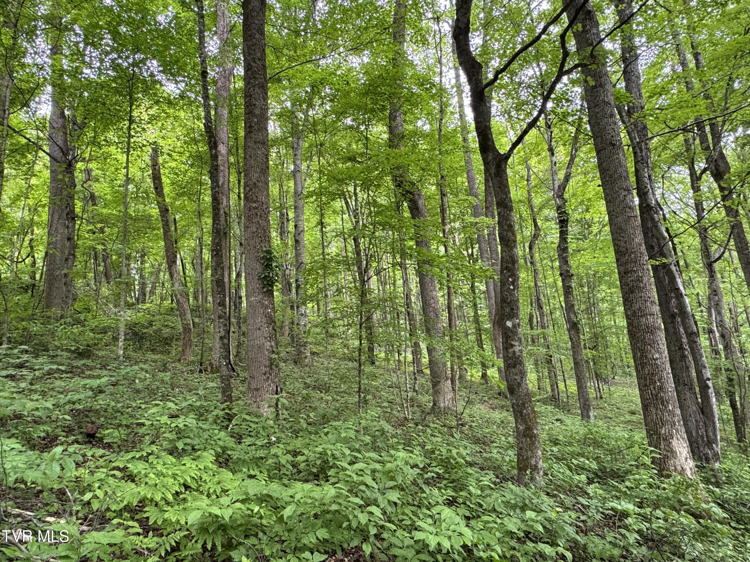 649 Sugar Run Road, Jonesville, Virginia image 23