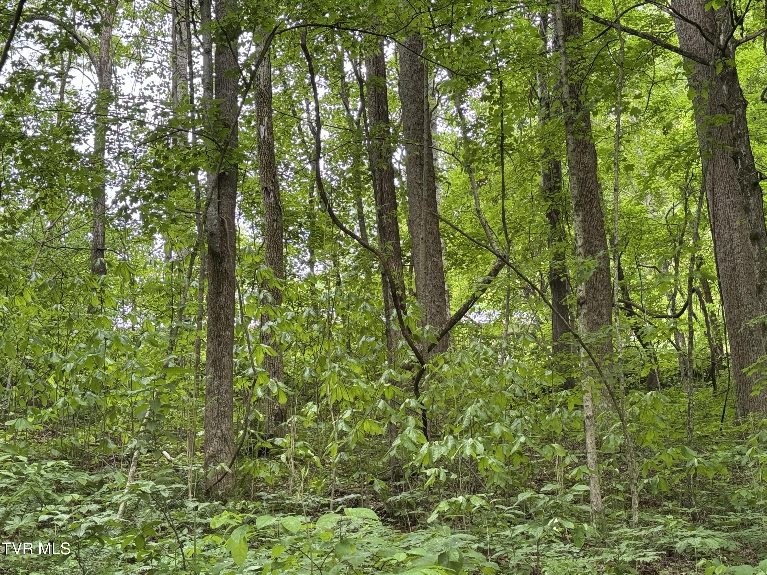 649 Sugar Run Road, Jonesville, Virginia image 24