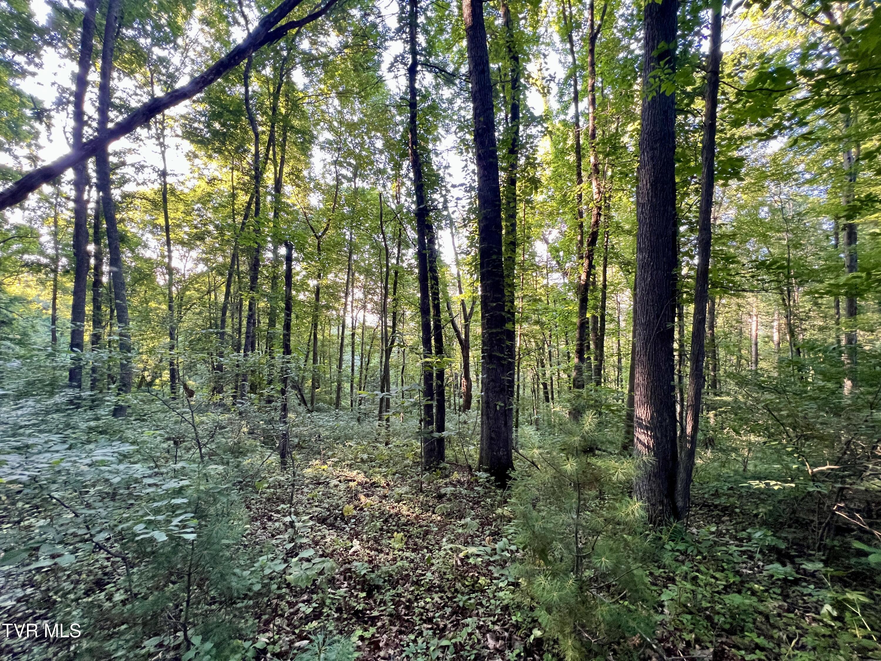 539/Ac Tbd Off Hwy 421, Mountain City, Tennessee image 25