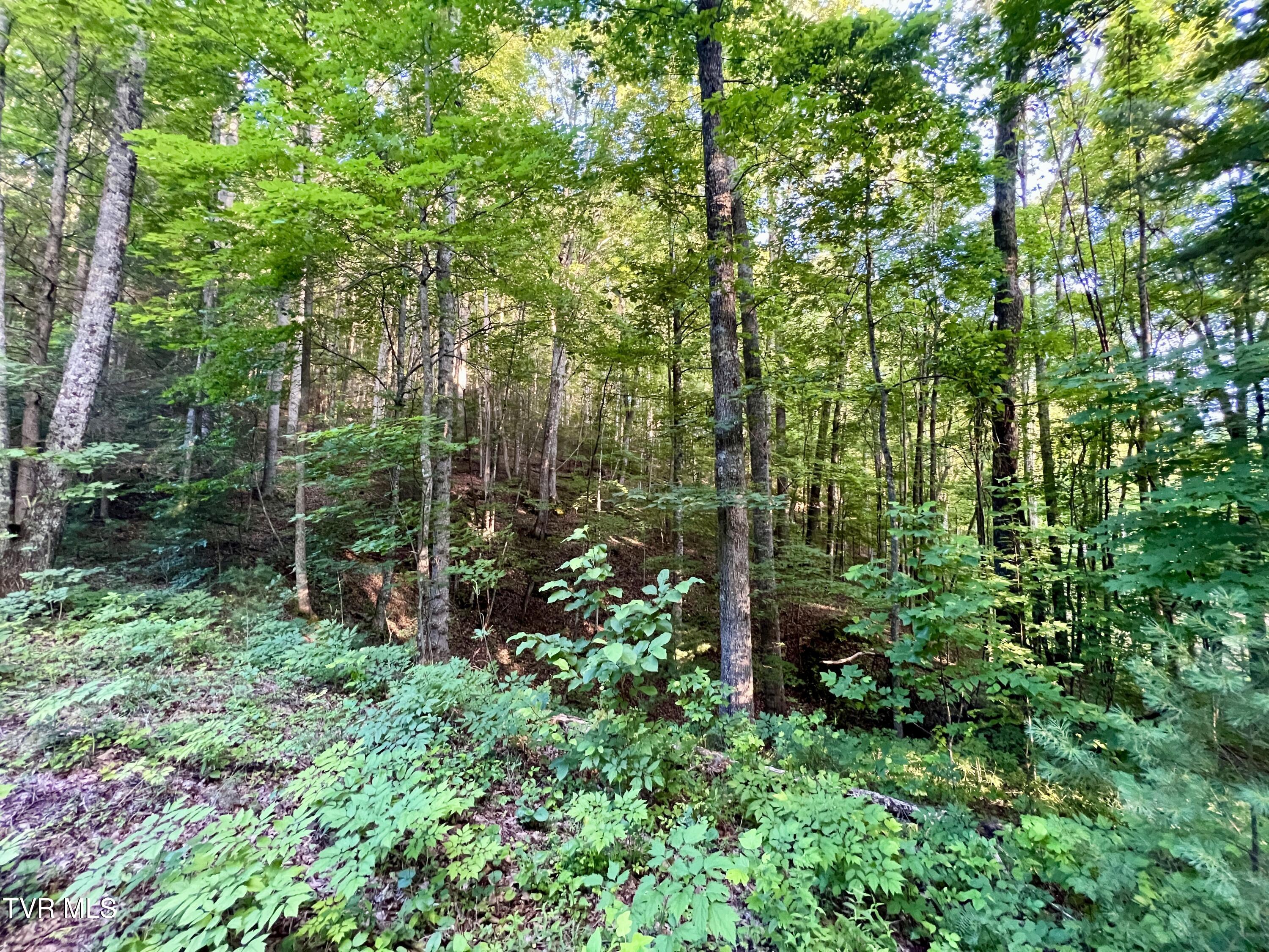 539/Ac Tbd Off Hwy 421, Mountain City, Tennessee image 26