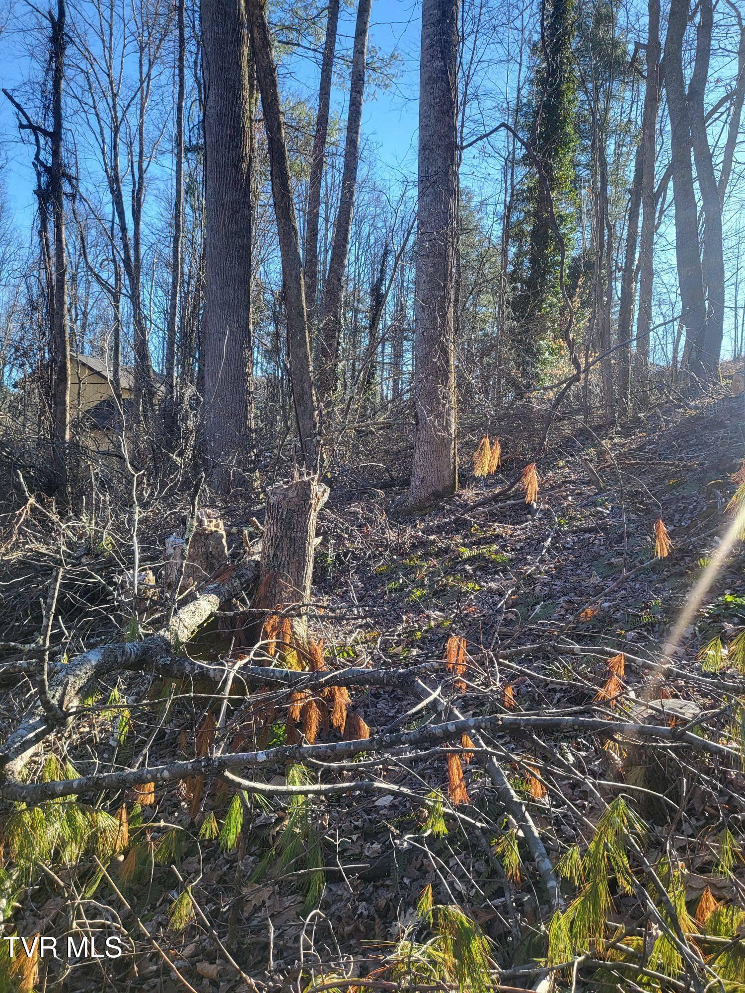 Tbd Hoot Owl Ridge Road, Mountain City, Tennessee image 9