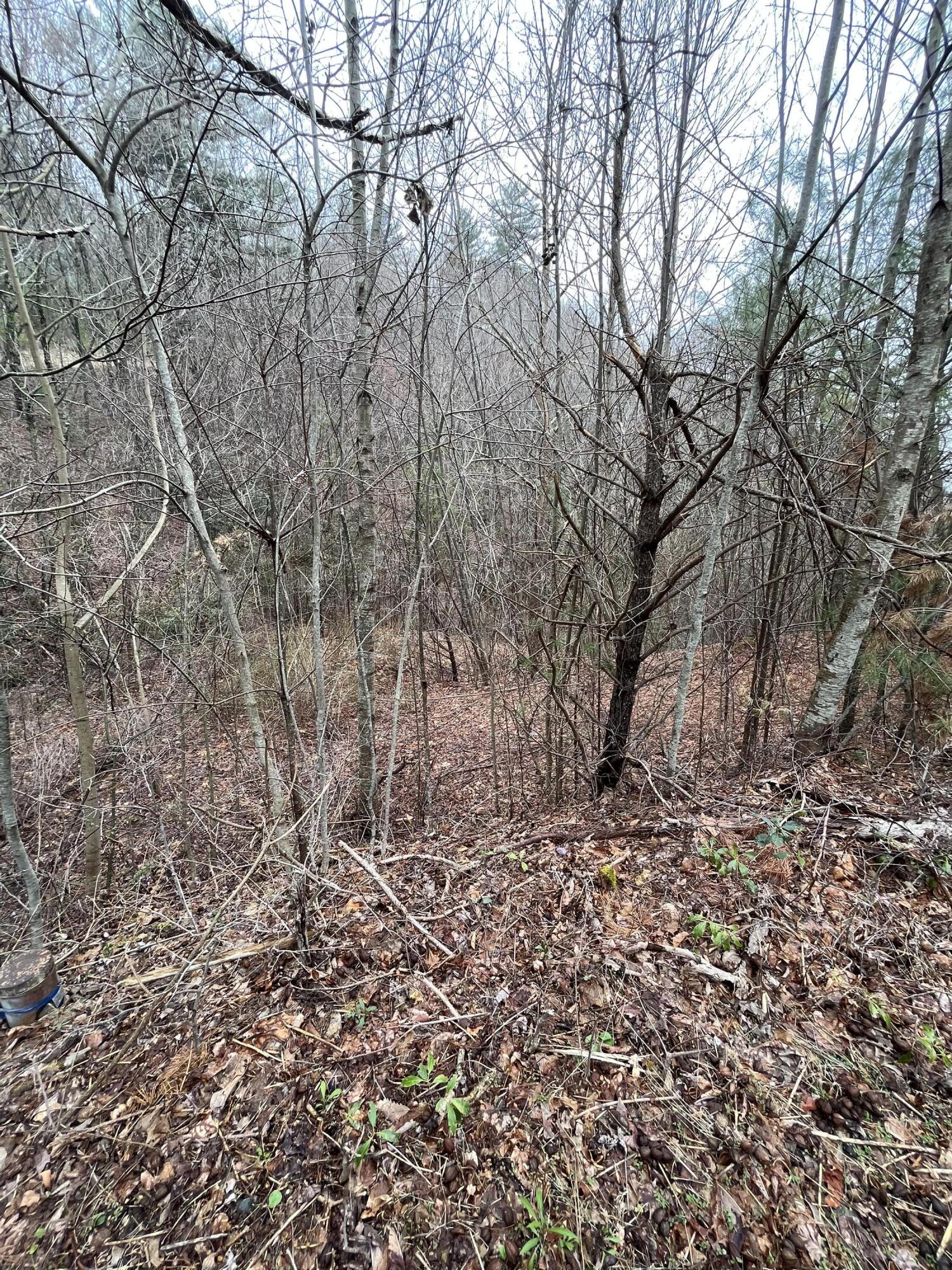 Tbd Locust Gap Road, Mountain City, Tennessee image 4
