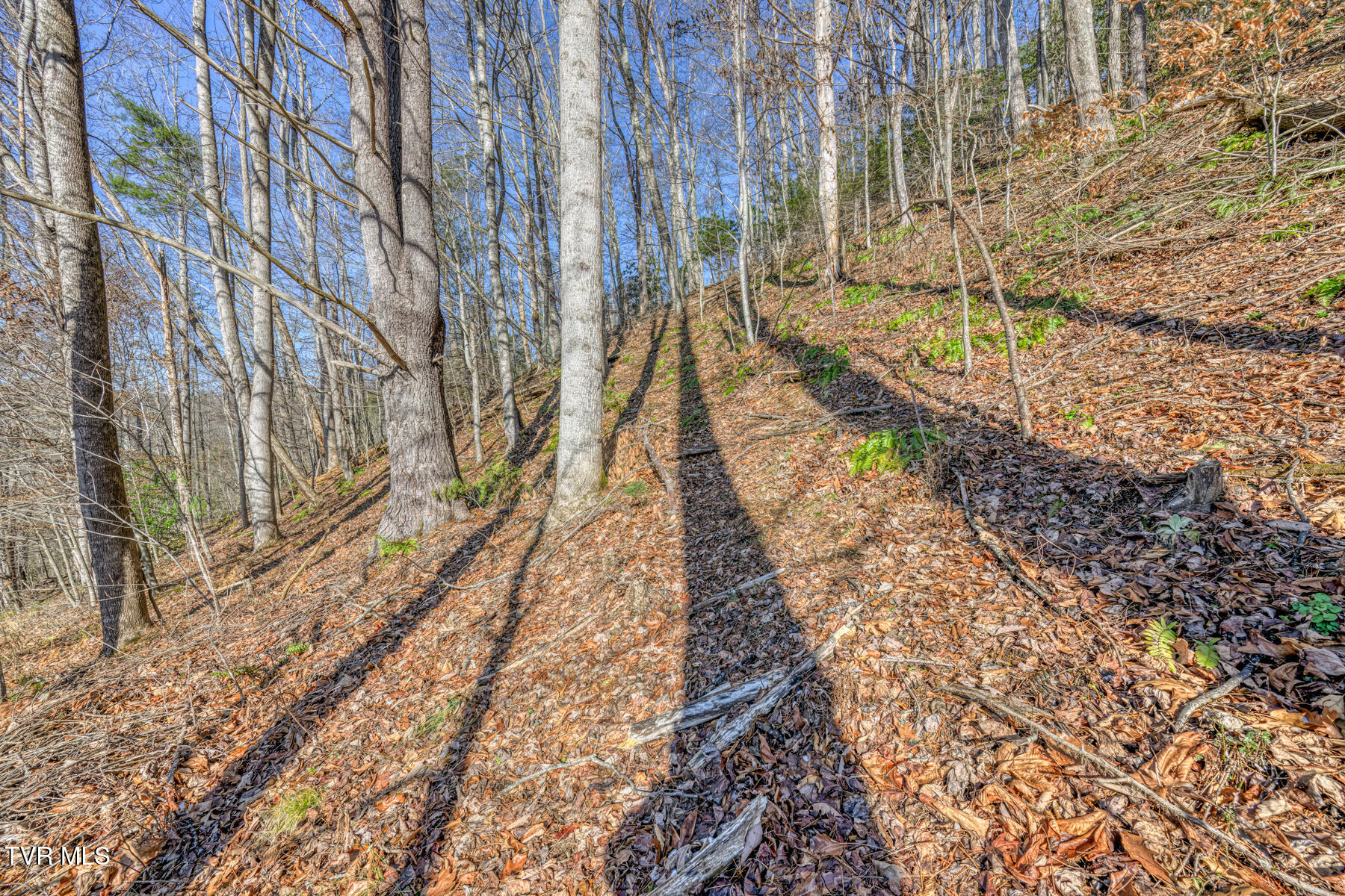 117 Buckner Drive, Roan Mountain, Tennessee image 5