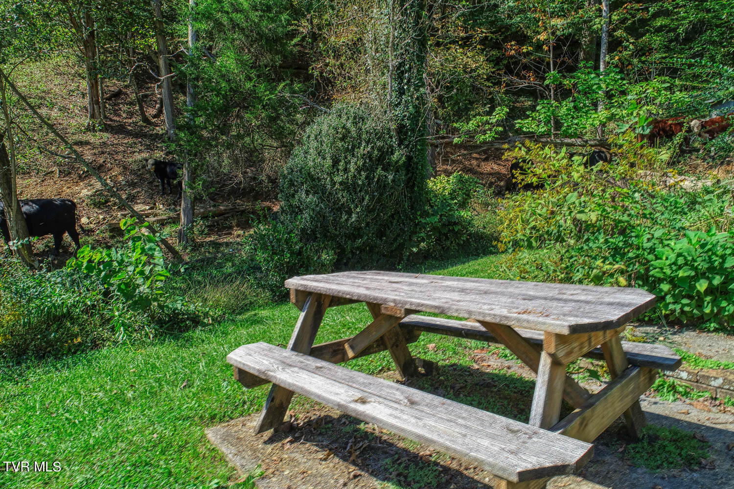 3850 Goshen Valley Road, Rogersville, Tennessee image 14