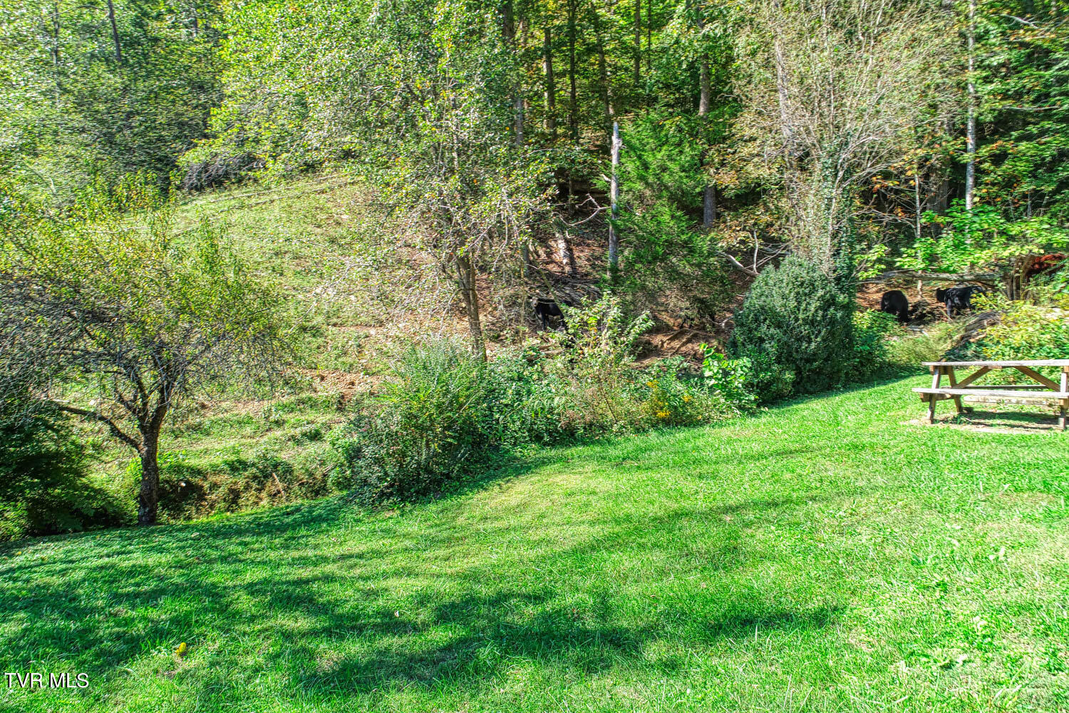 3850 Goshen Valley Road, Rogersville, Tennessee image 12