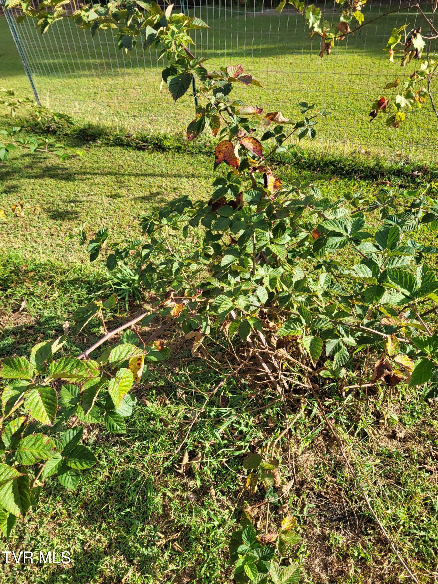 180 Click Road, Mosheim, Tennessee image 16