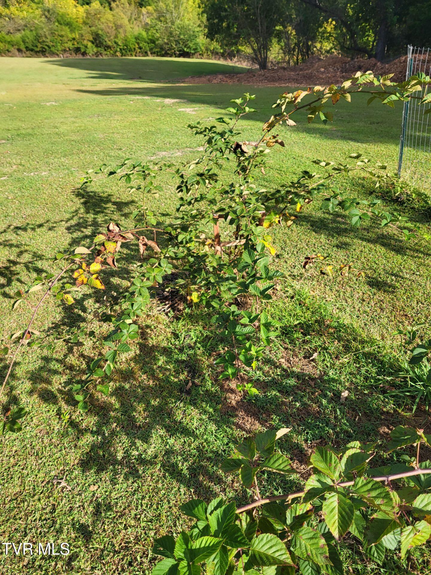 180 Click Road, Mosheim, Tennessee image 13