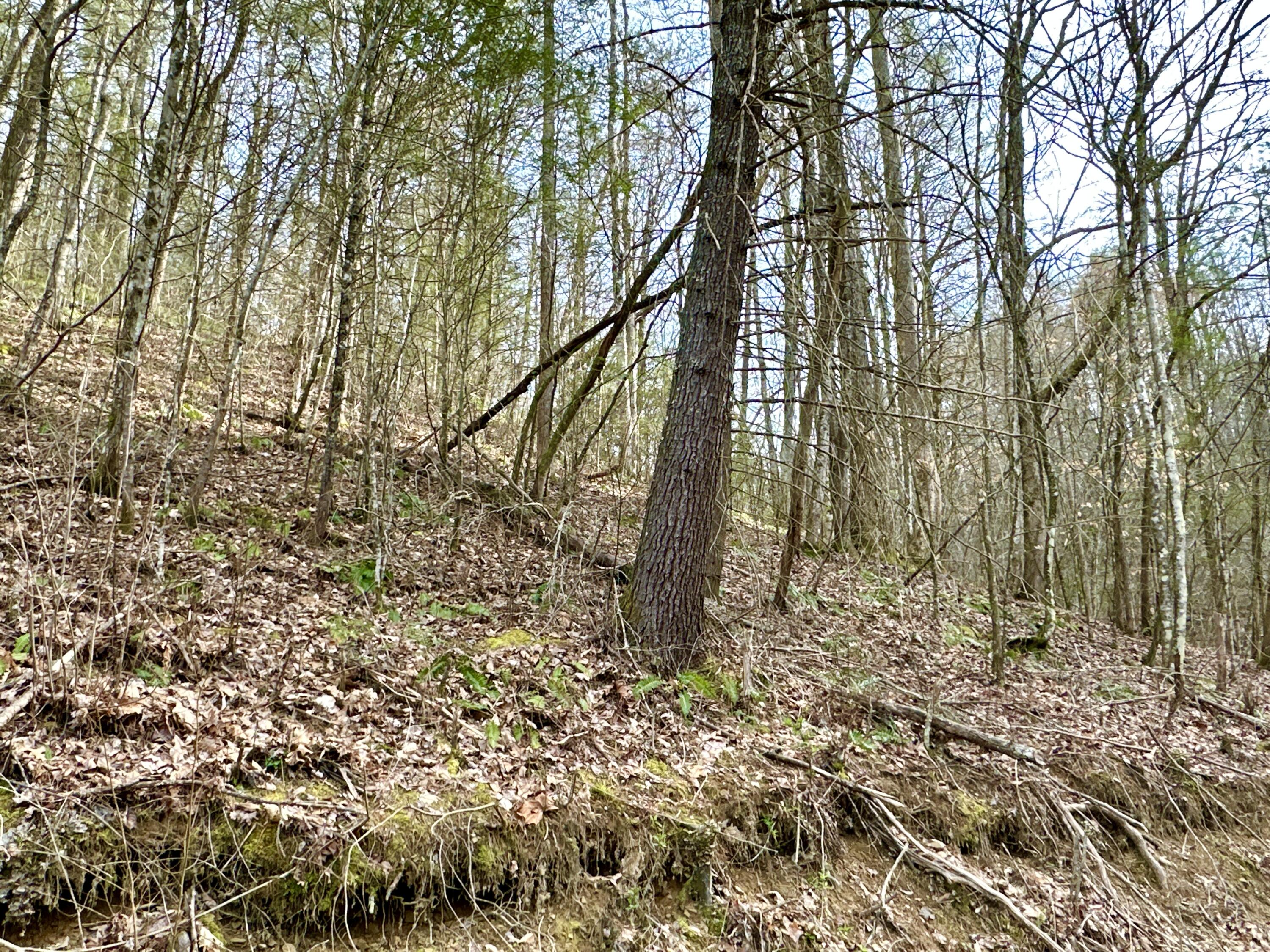 Lot 12 Clydesdale Way, Del Rio, Tennessee image 7