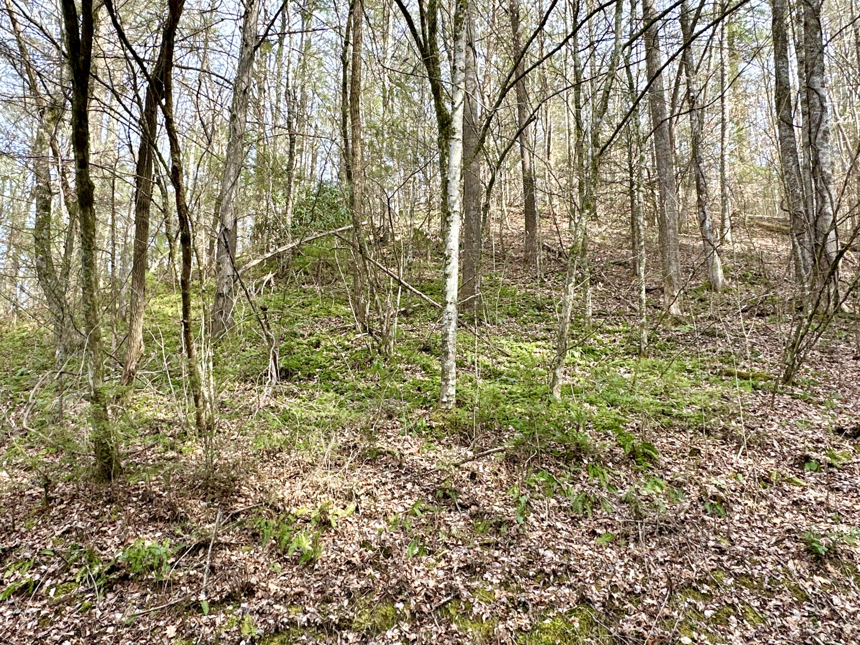 Lot 12 Clydesdale Way, Del Rio, Tennessee image 2