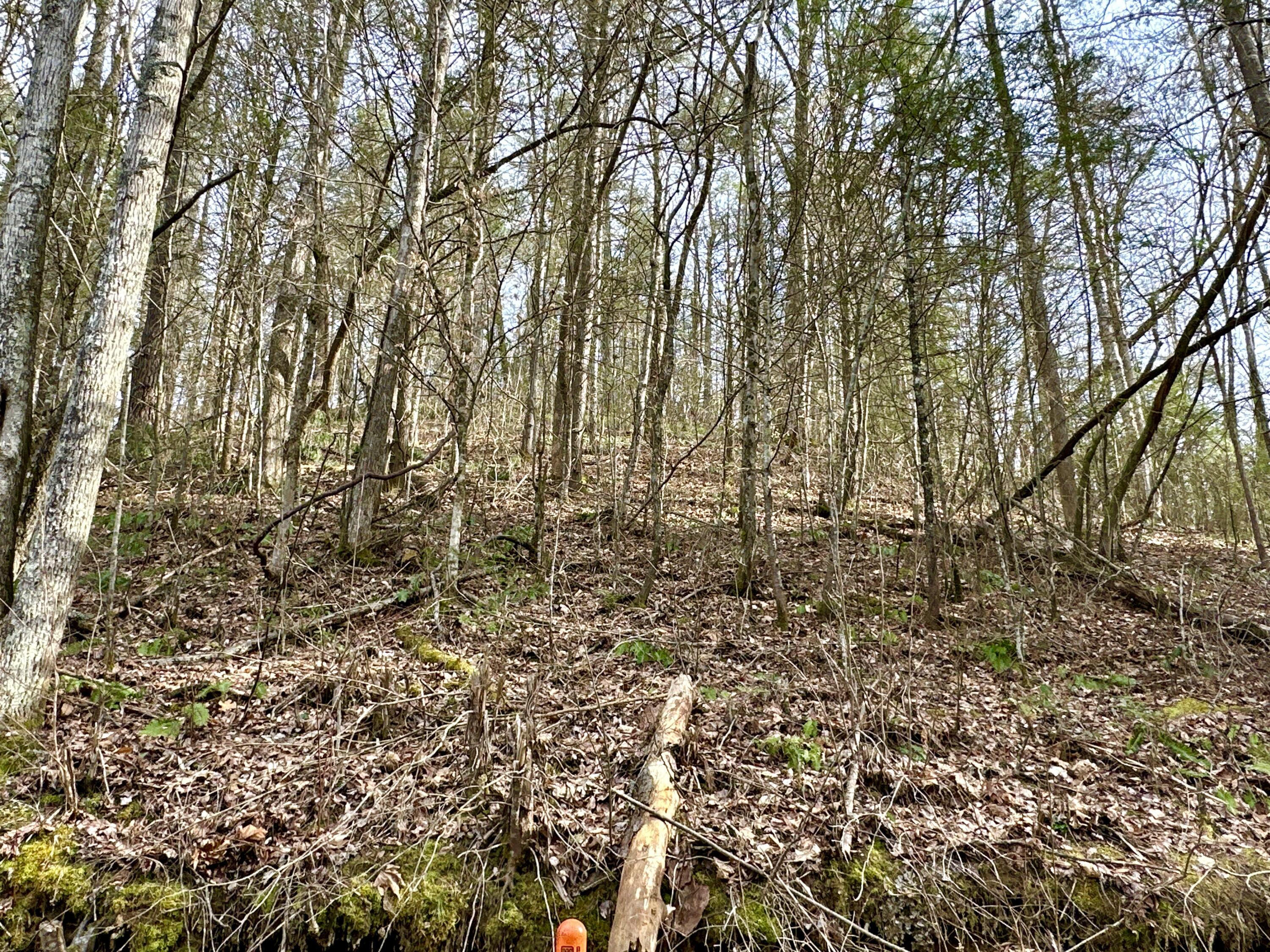 Lot 12 Clydesdale Way, Del Rio, Tennessee image 5