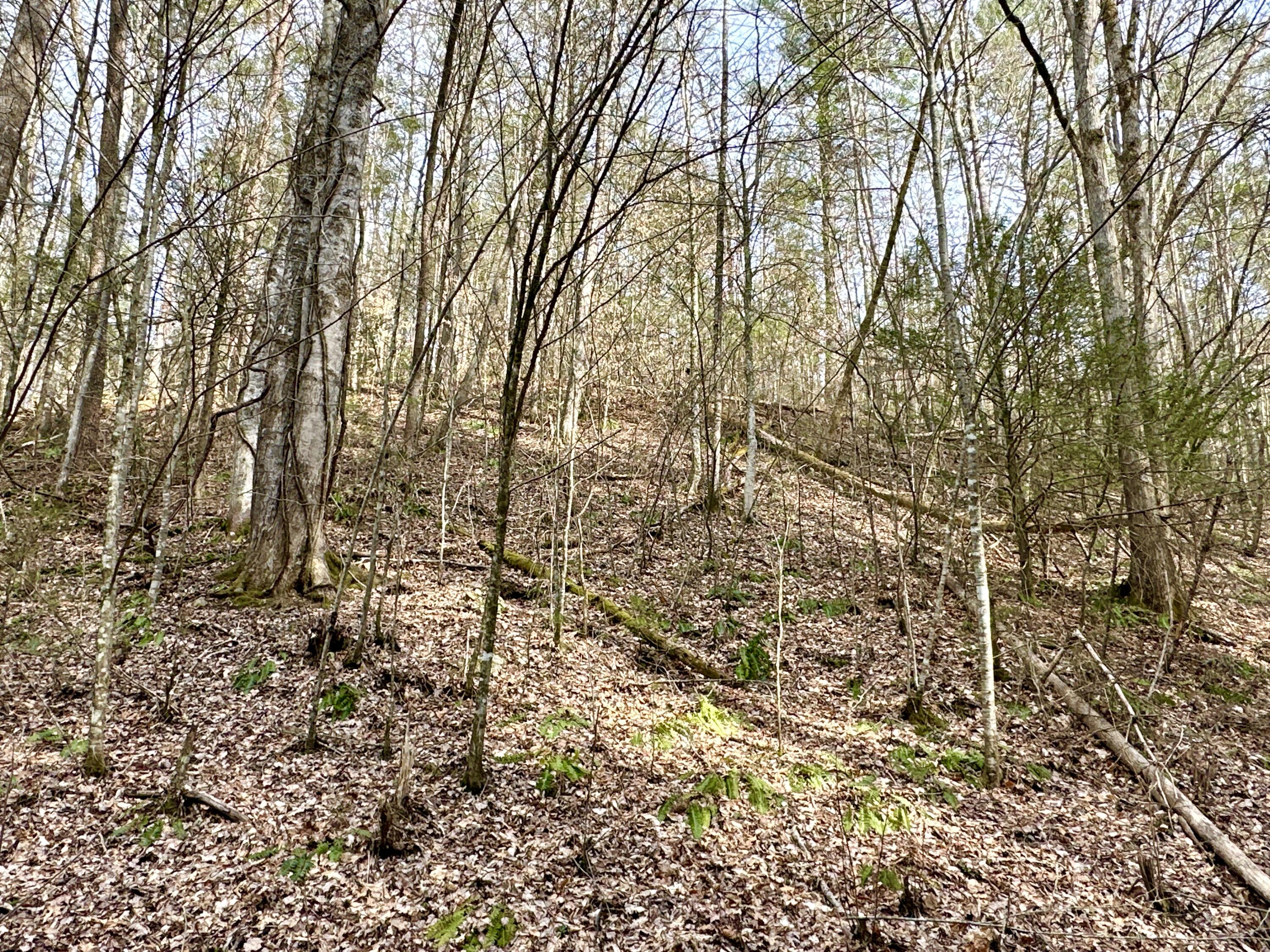 Lot 12 Clydesdale Way, Del Rio, Tennessee image 4