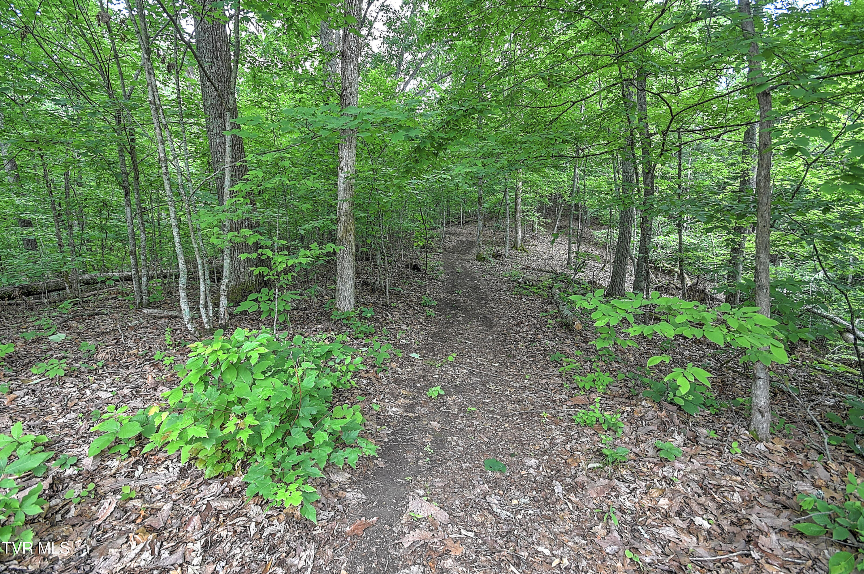 669 Big Hollow Road, Blountville, Tennessee image 43
