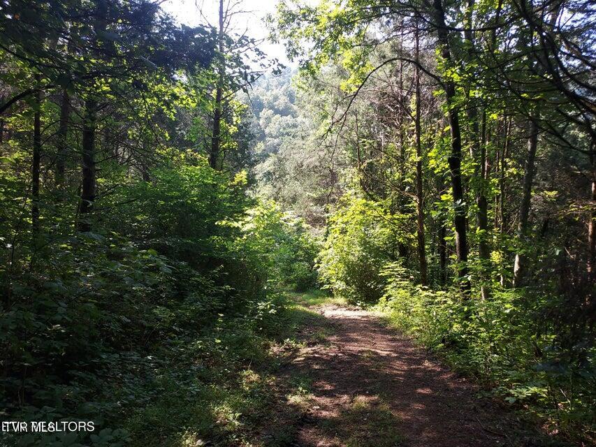 Tbd Pawpaw Road, Thorn Hill, Tennessee image 11