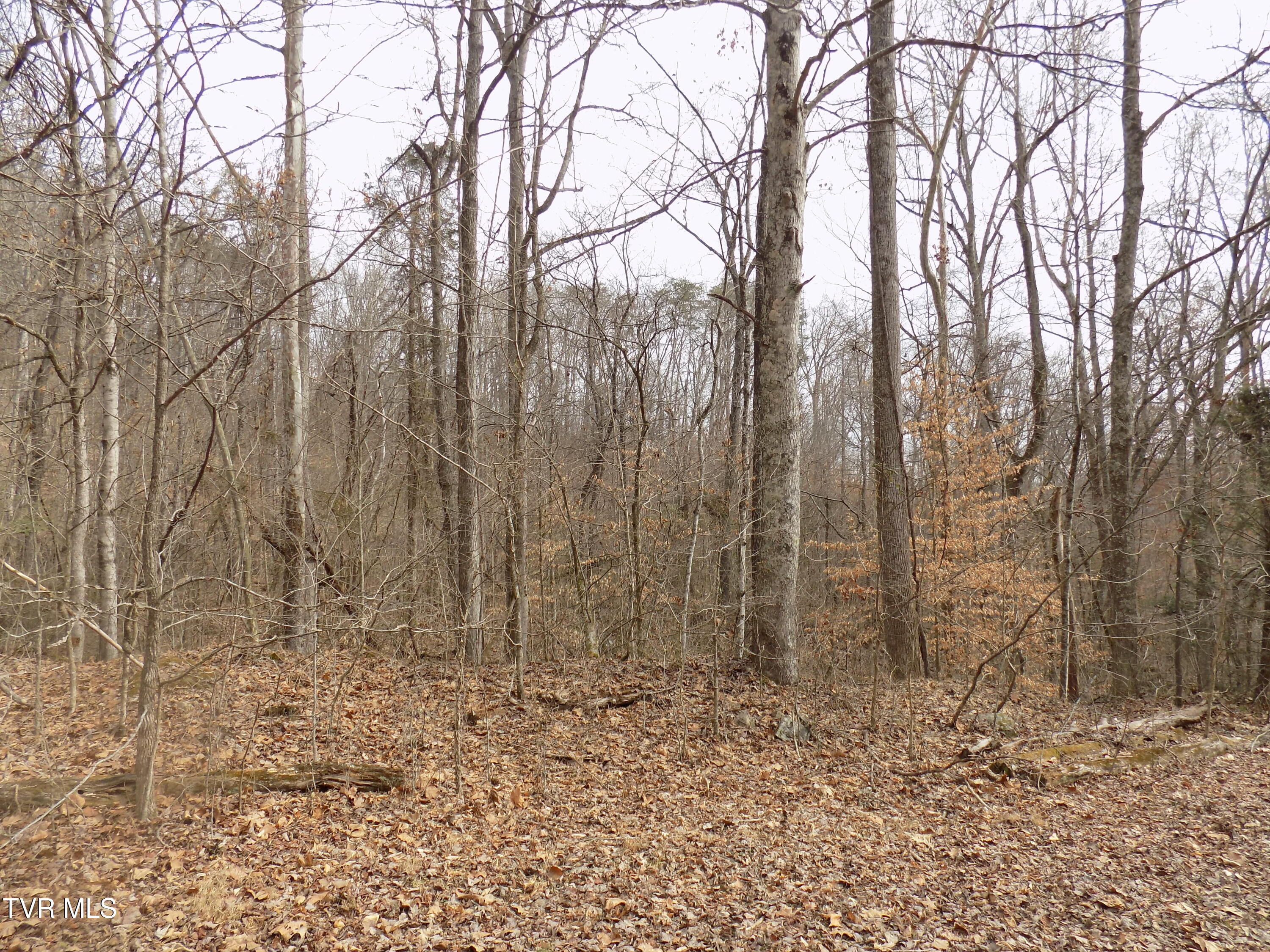 185 Lovin Rd Rd, Mooresburg, Tennessee image 46