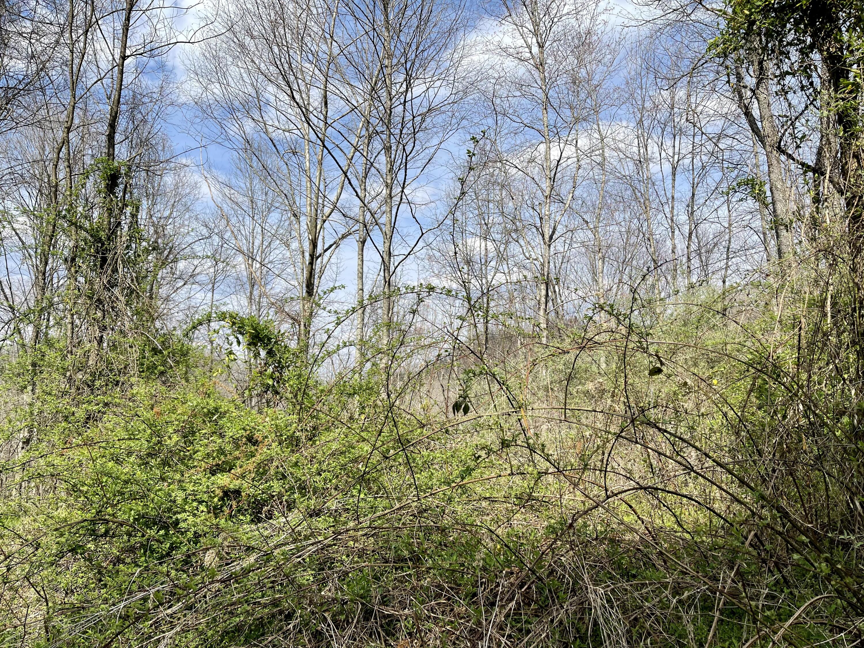 Tbd Orby Cantrell Highway, Wise, Virginia image 4