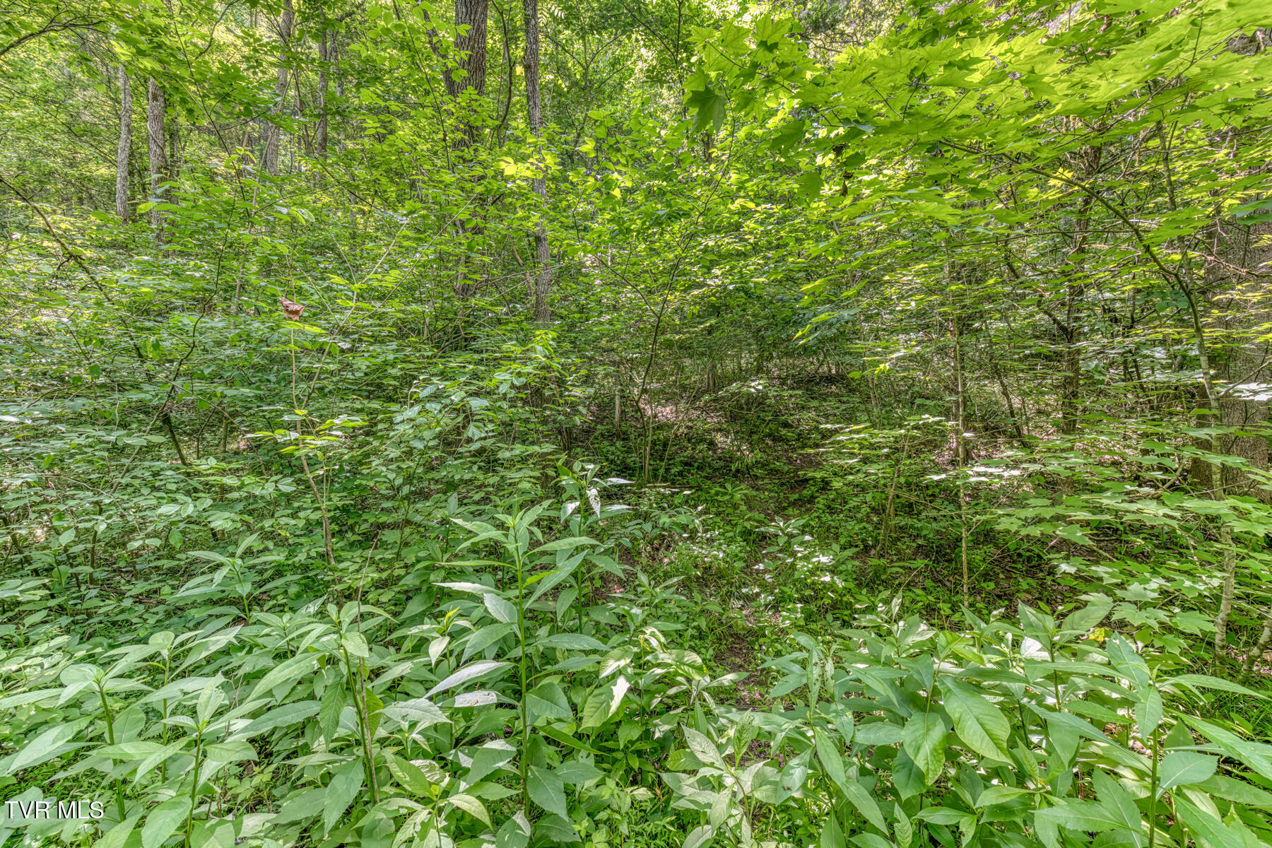 963 Church Road, Fall Branch, Tennessee image 29