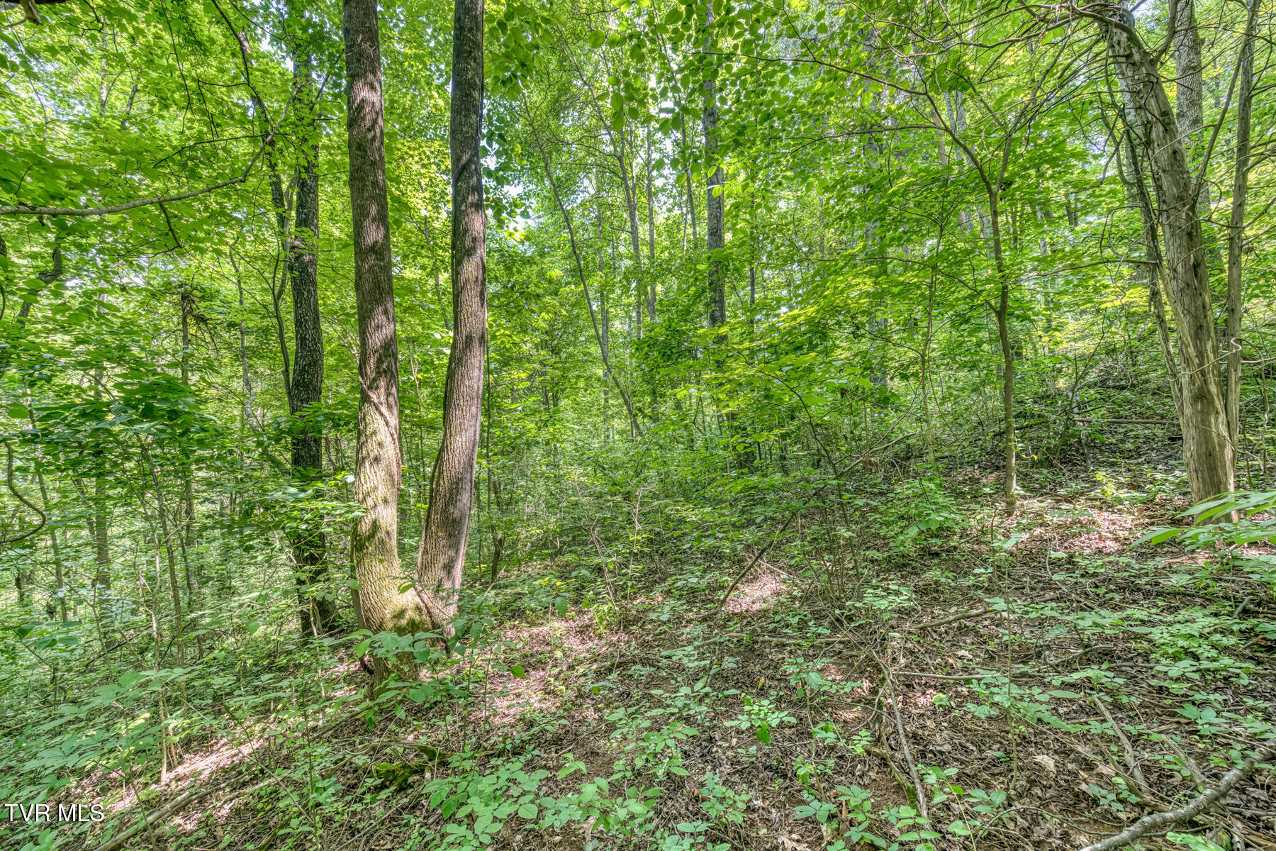 963 Church Road, Fall Branch, Tennessee image 28