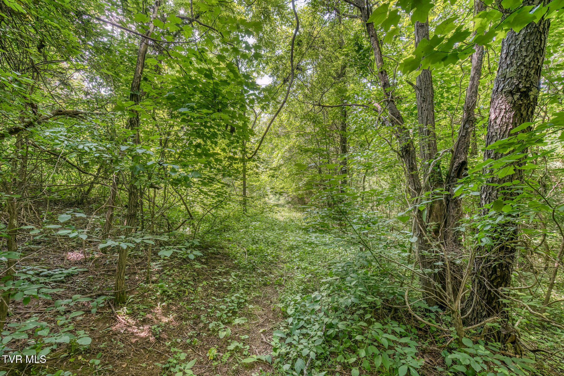 963 Church Road, Fall Branch, Tennessee image 25