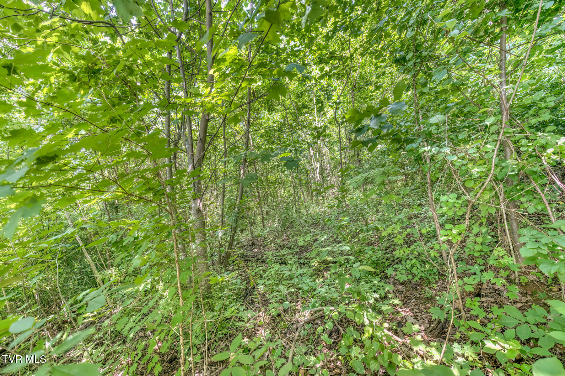 963 Church Road, Fall Branch, Tennessee image 21