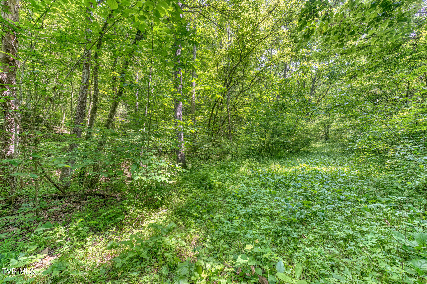 963 Church Road, Fall Branch, Tennessee image 30