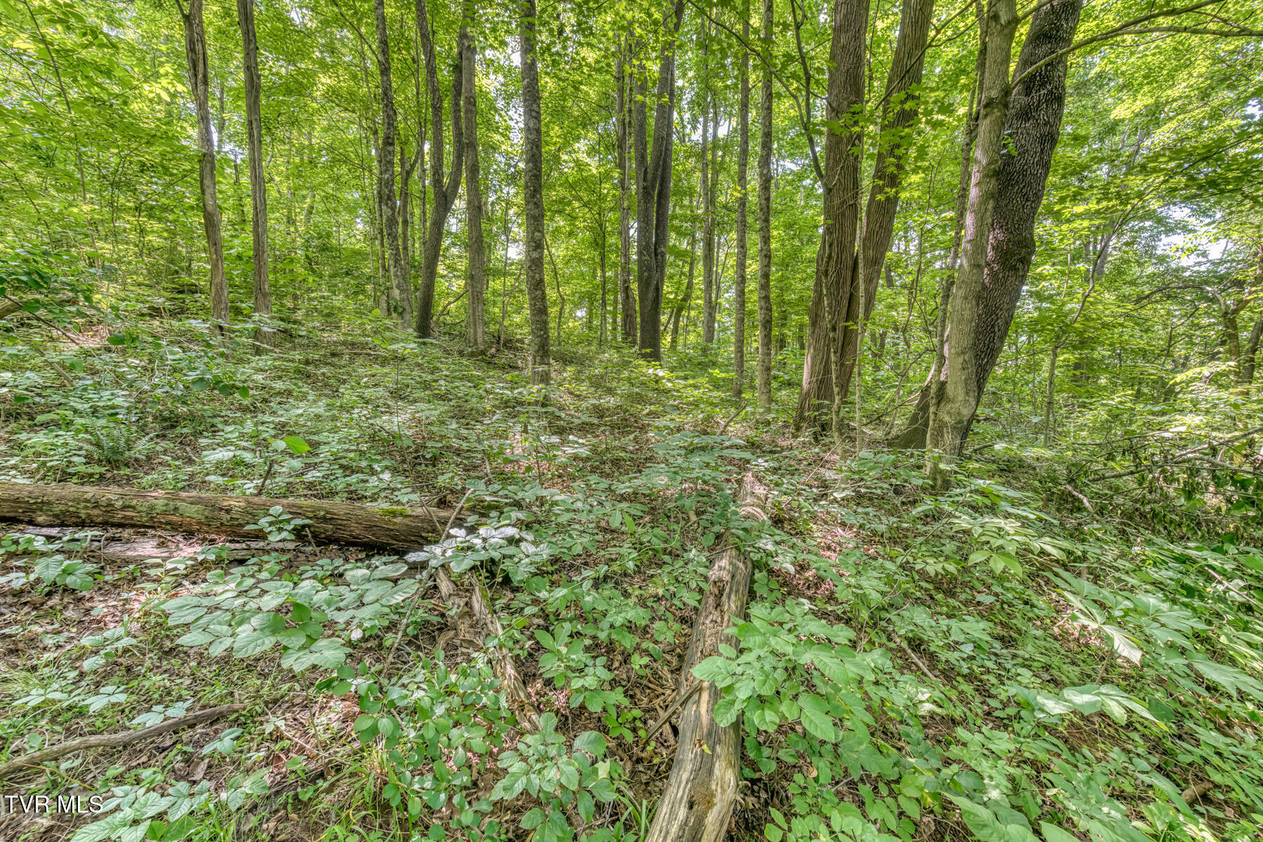 963 Church Road, Fall Branch, Tennessee image 26