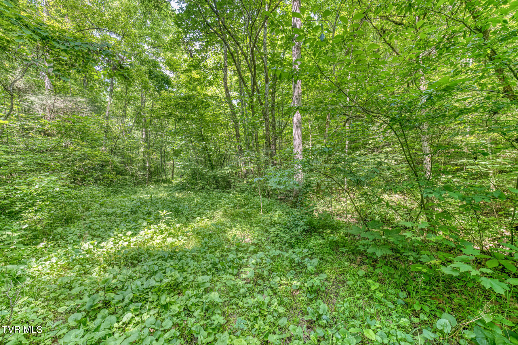 963 Church Road, Fall Branch, Tennessee image 31