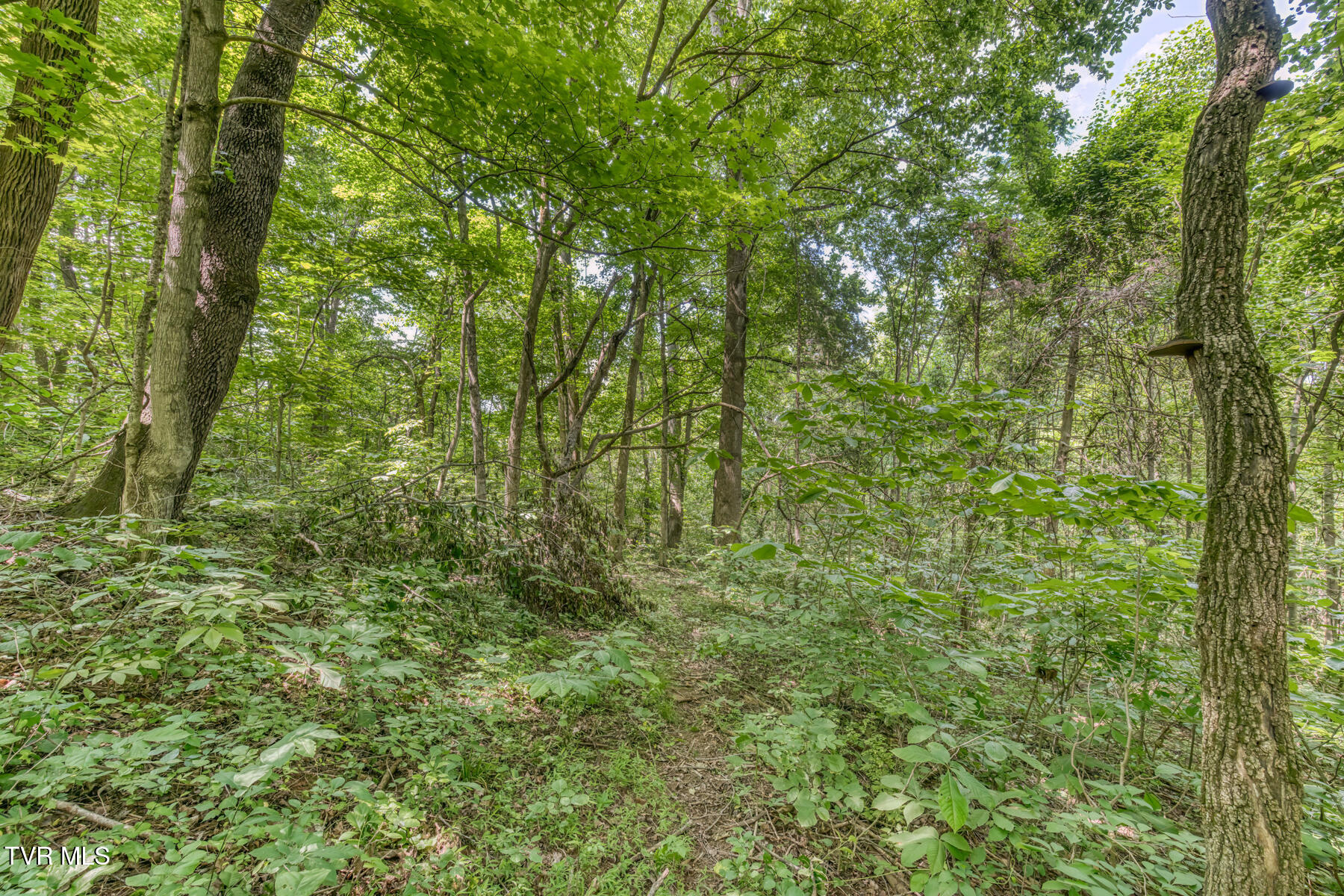 963 Church Road, Fall Branch, Tennessee image 27