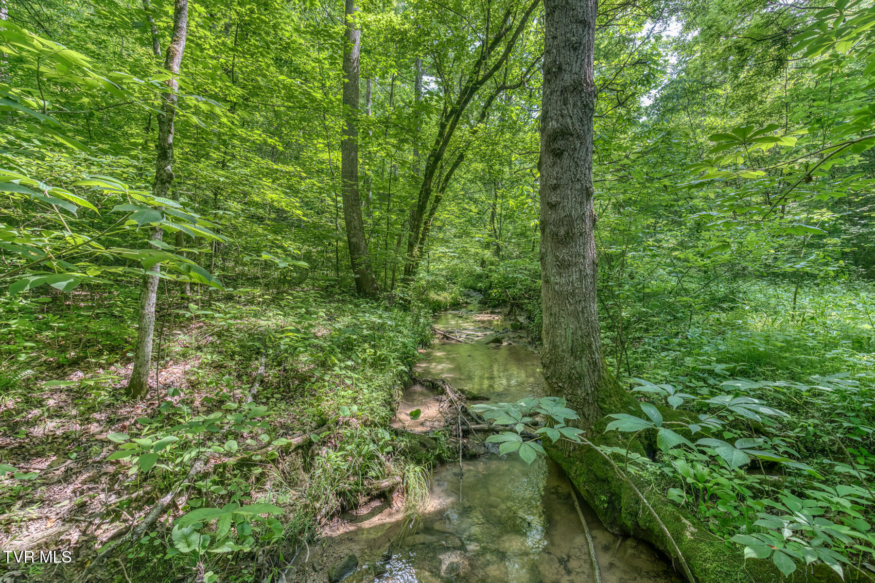 963 Church Road, Fall Branch, Tennessee image 32