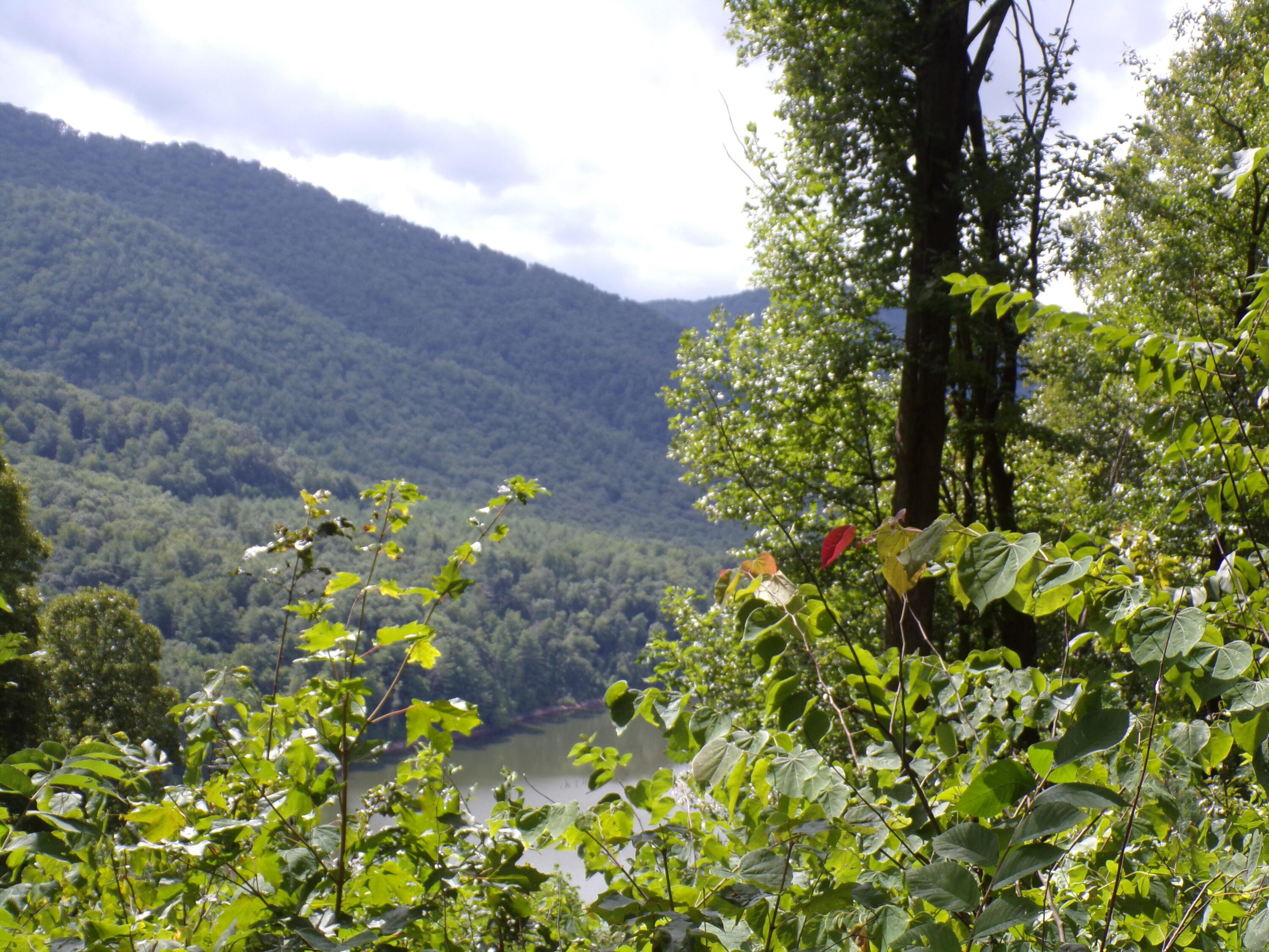 Lot 31 Lake Ridge Subdivision, Butler, Tennessee image 4