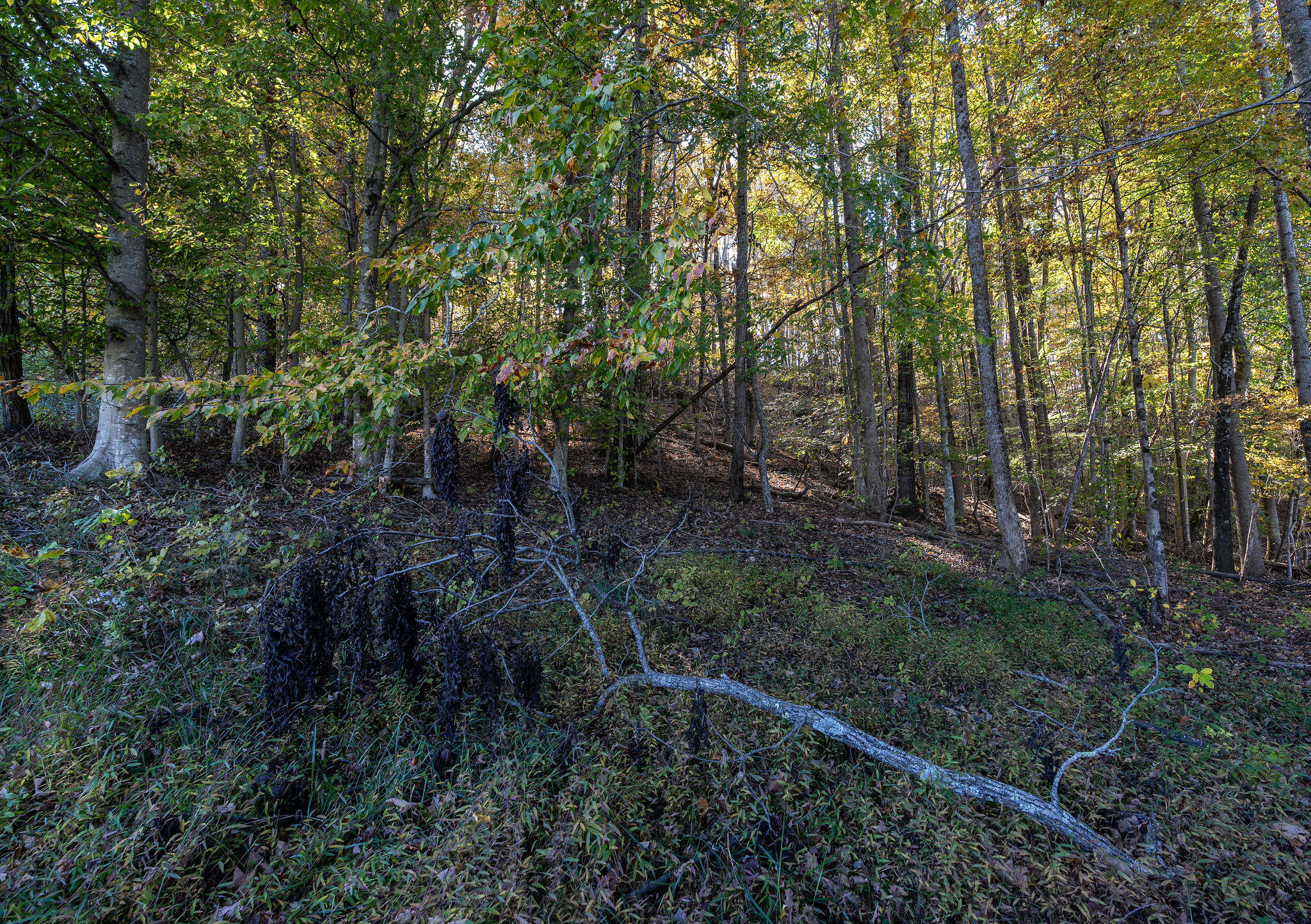 140 Hills Drive, Jonesborough, Tennessee image 40