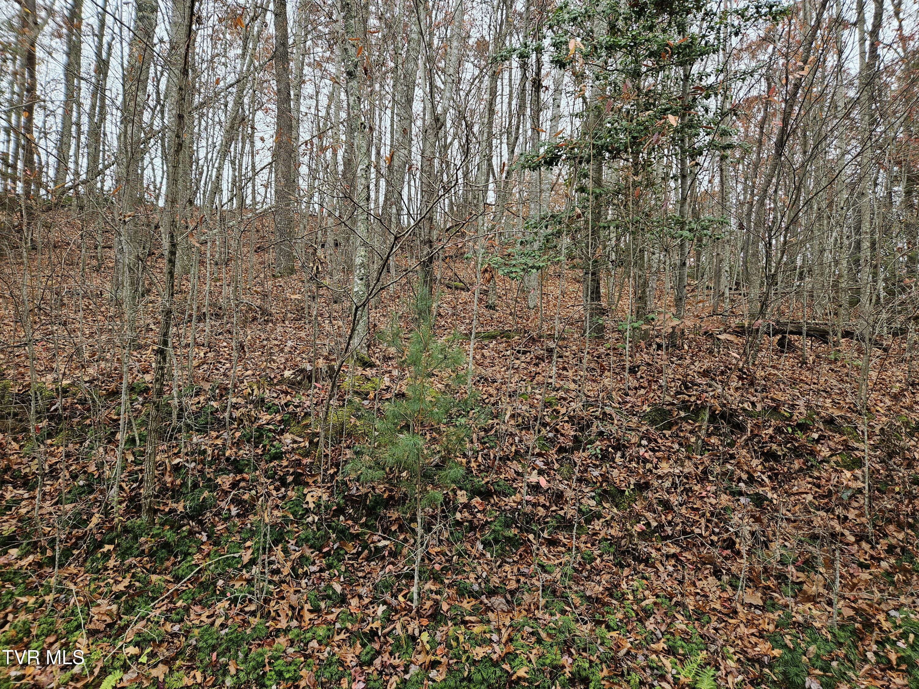 Lot  17 Fox Hollow Drive, Tazewell, Virginia image 7