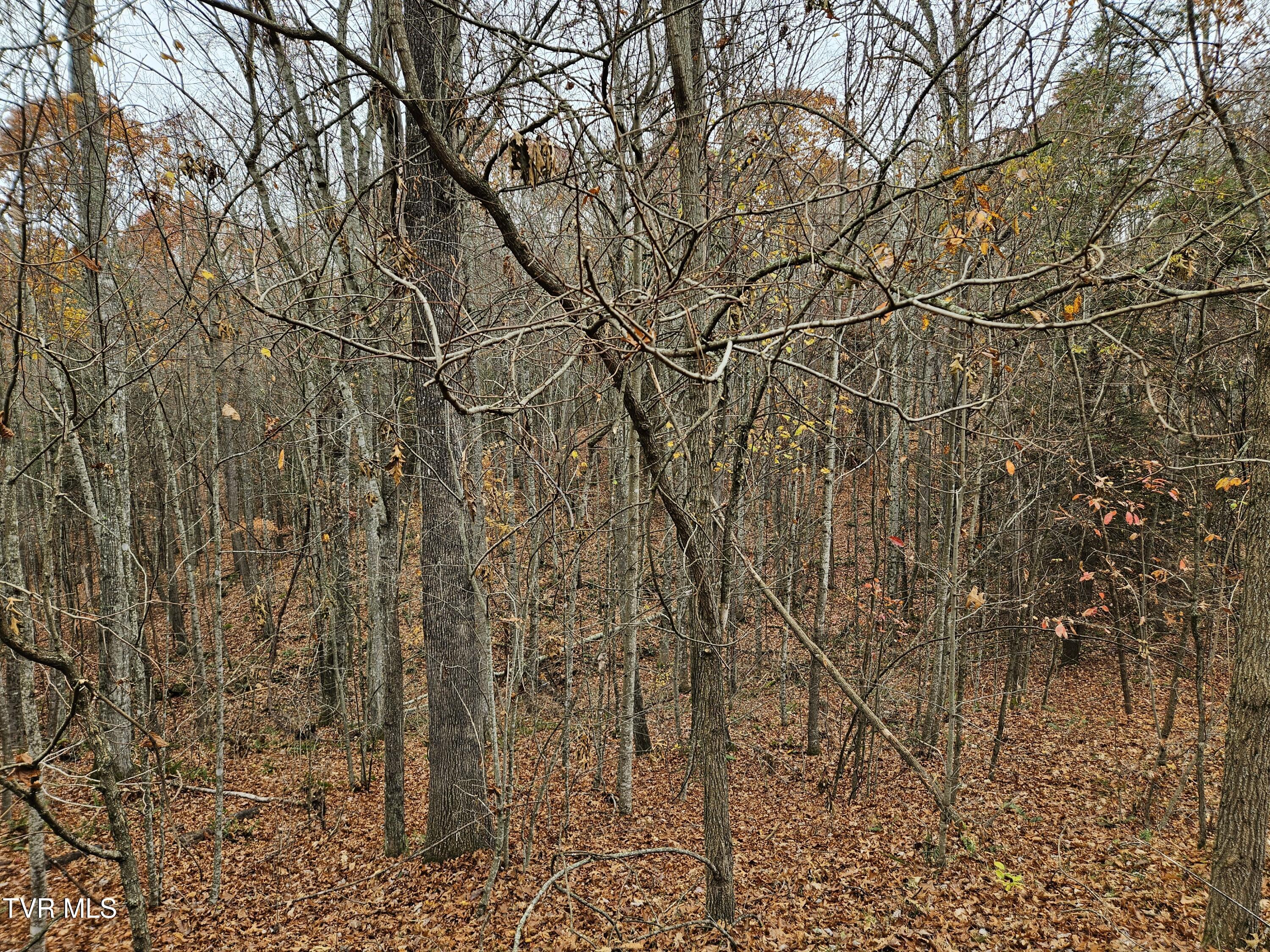 Lot  17 Fox Hollow Drive, Tazewell, Virginia image 4