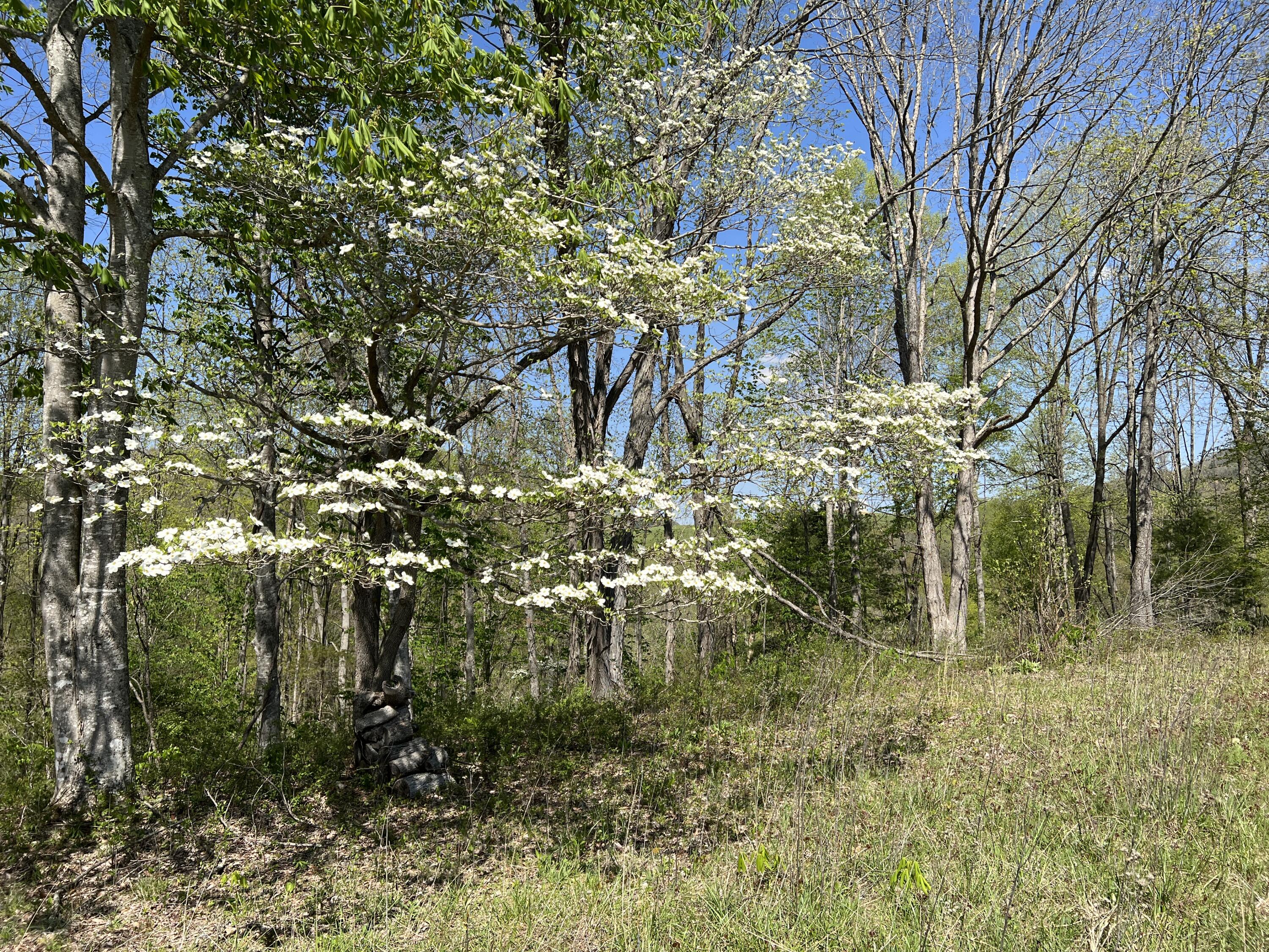 Lot 41 W Of Dry Hill Road, Butler, Tennessee image 11