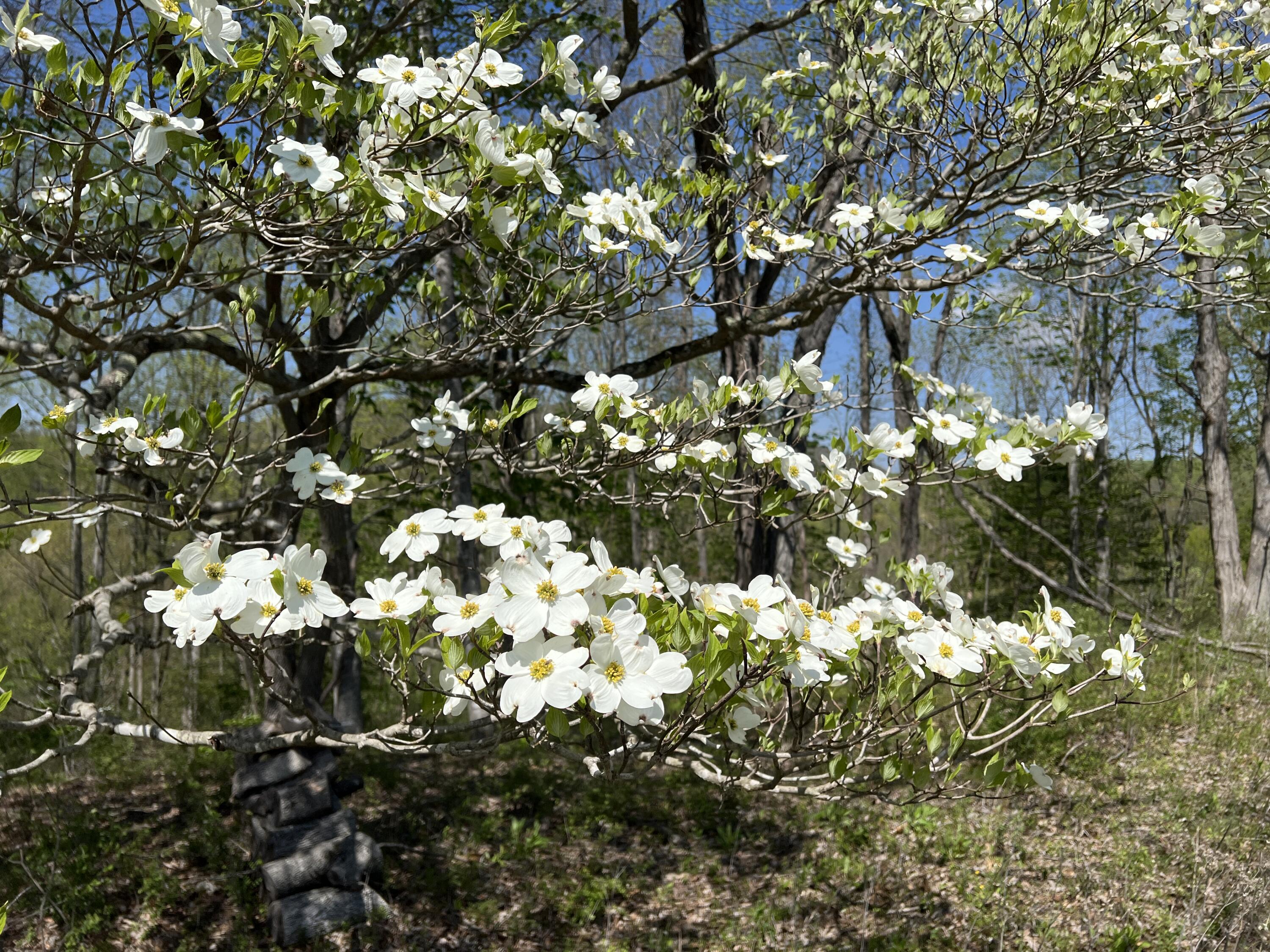 Lot 41 W Of Dry Hill Road, Butler, Tennessee image 13