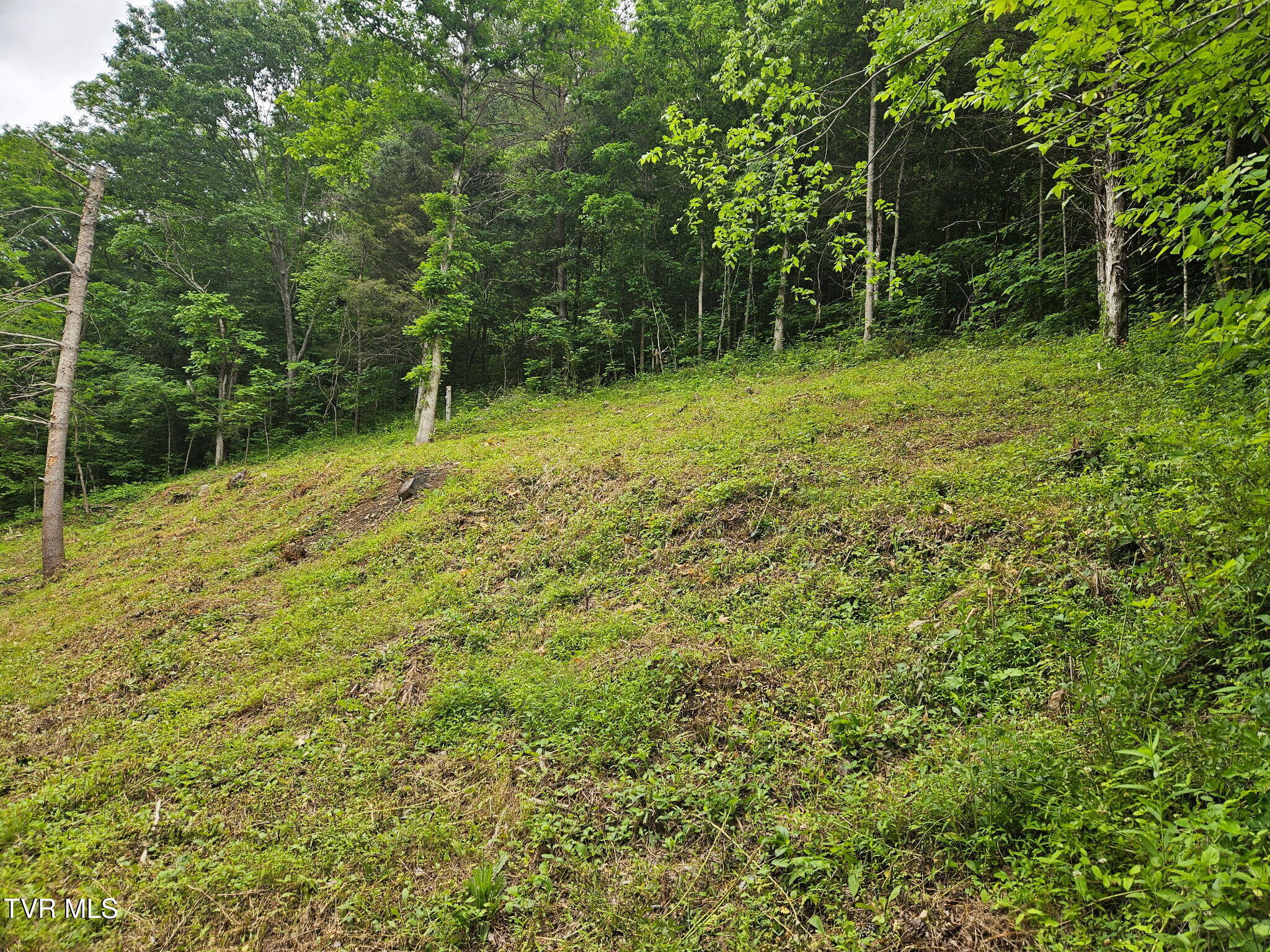 8300 Warrensburg Road Road, Mosheim, Tennessee image 4