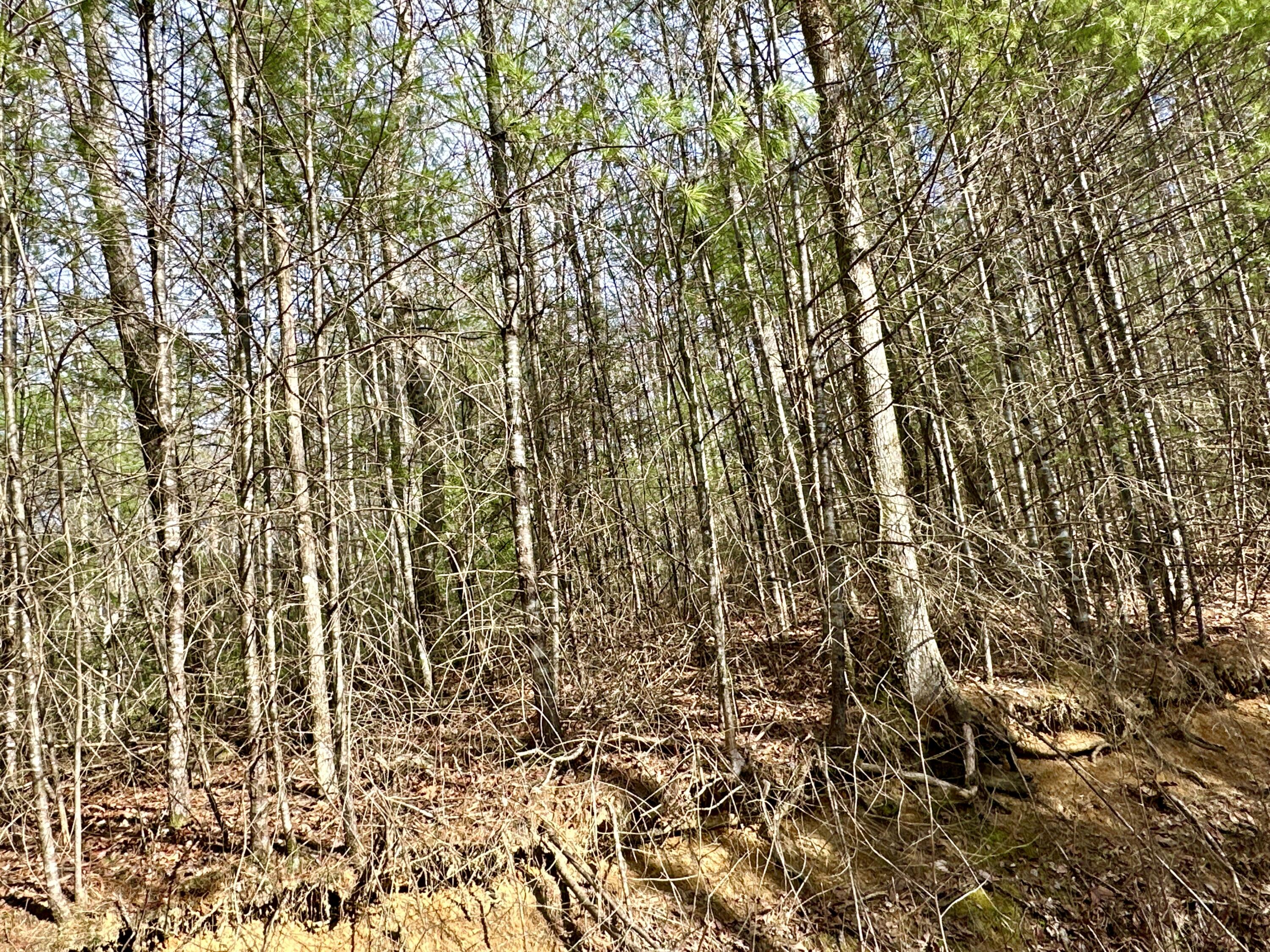 Lot 33 Smoke Rise Way, Del Rio, Tennessee image 3