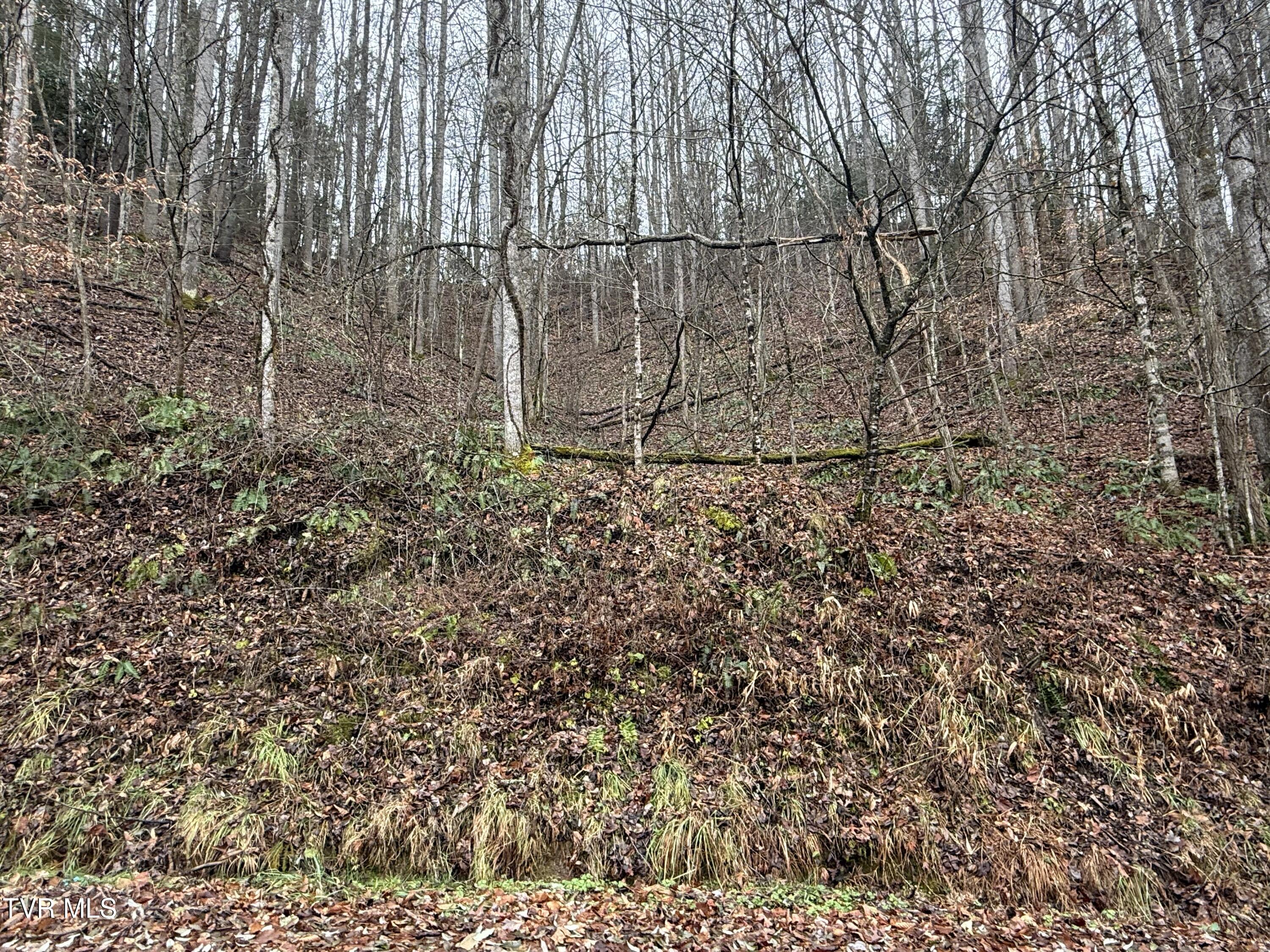 Tbd Tiger Creek Road, Roan Mountain, Tennessee image 11