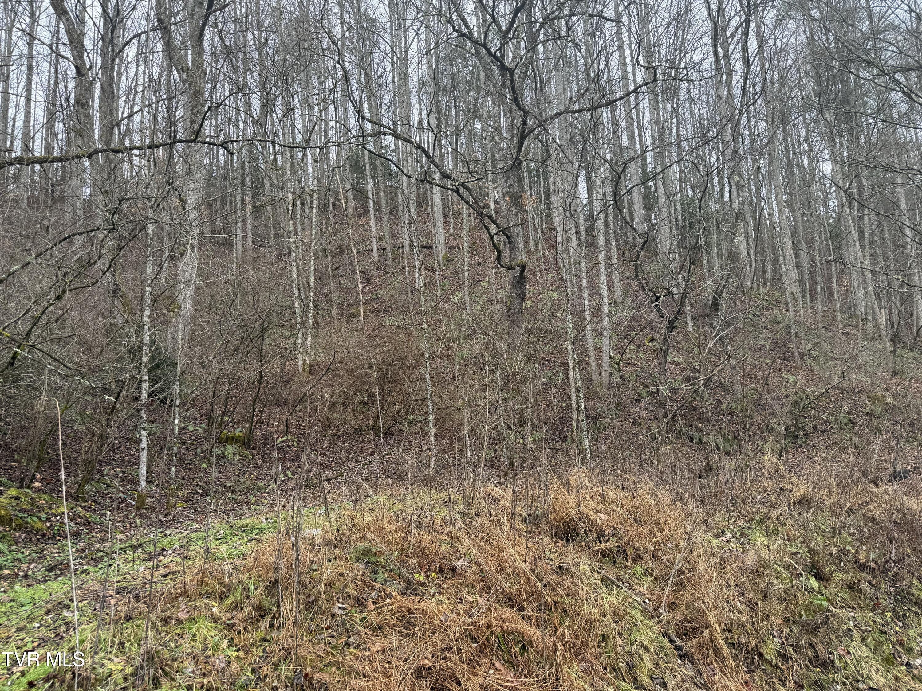 Tbd Tiger Creek Road, Roan Mountain, Tennessee image 9