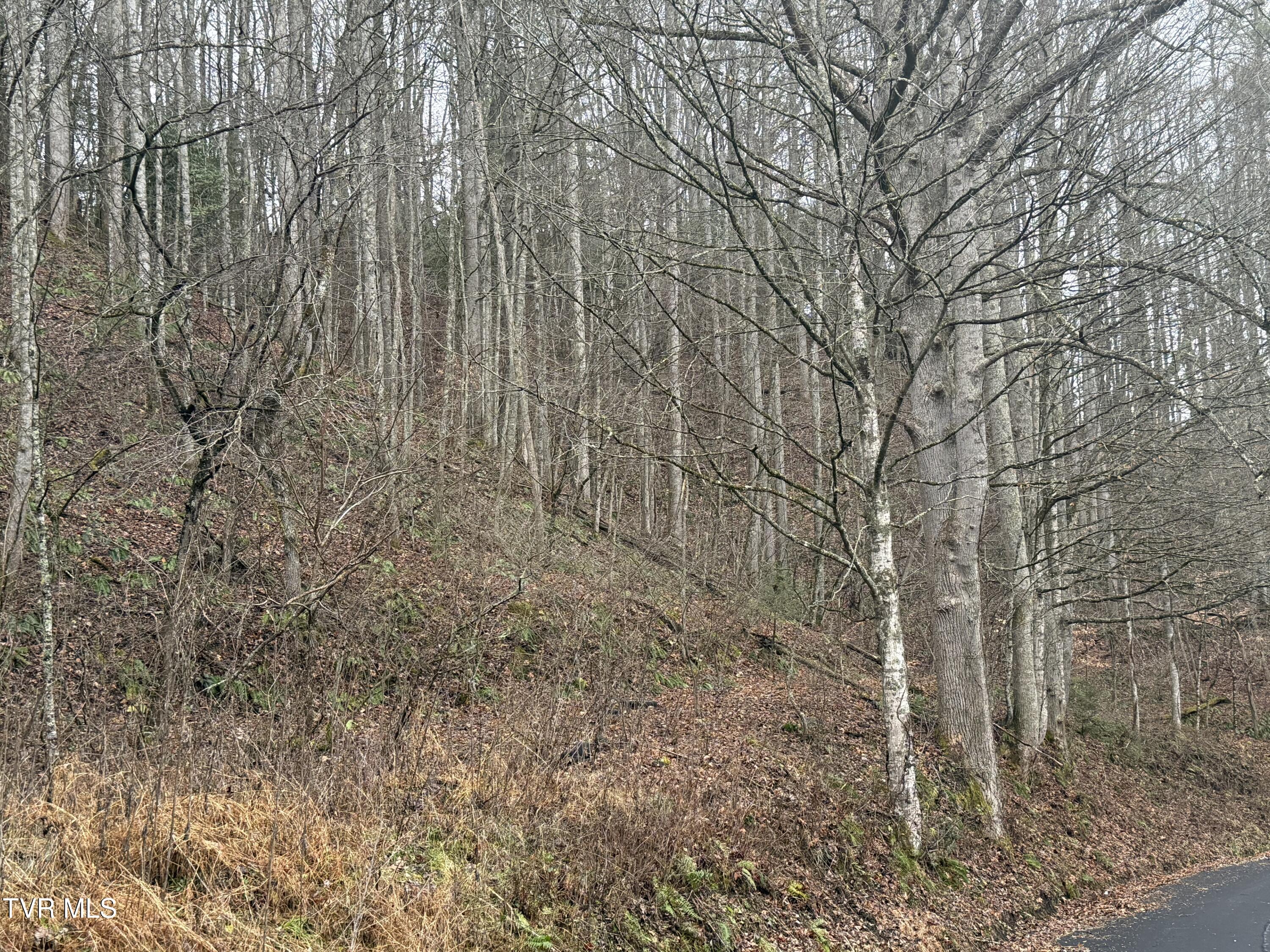 Tbd Tiger Creek Road, Roan Mountain, Tennessee image 5