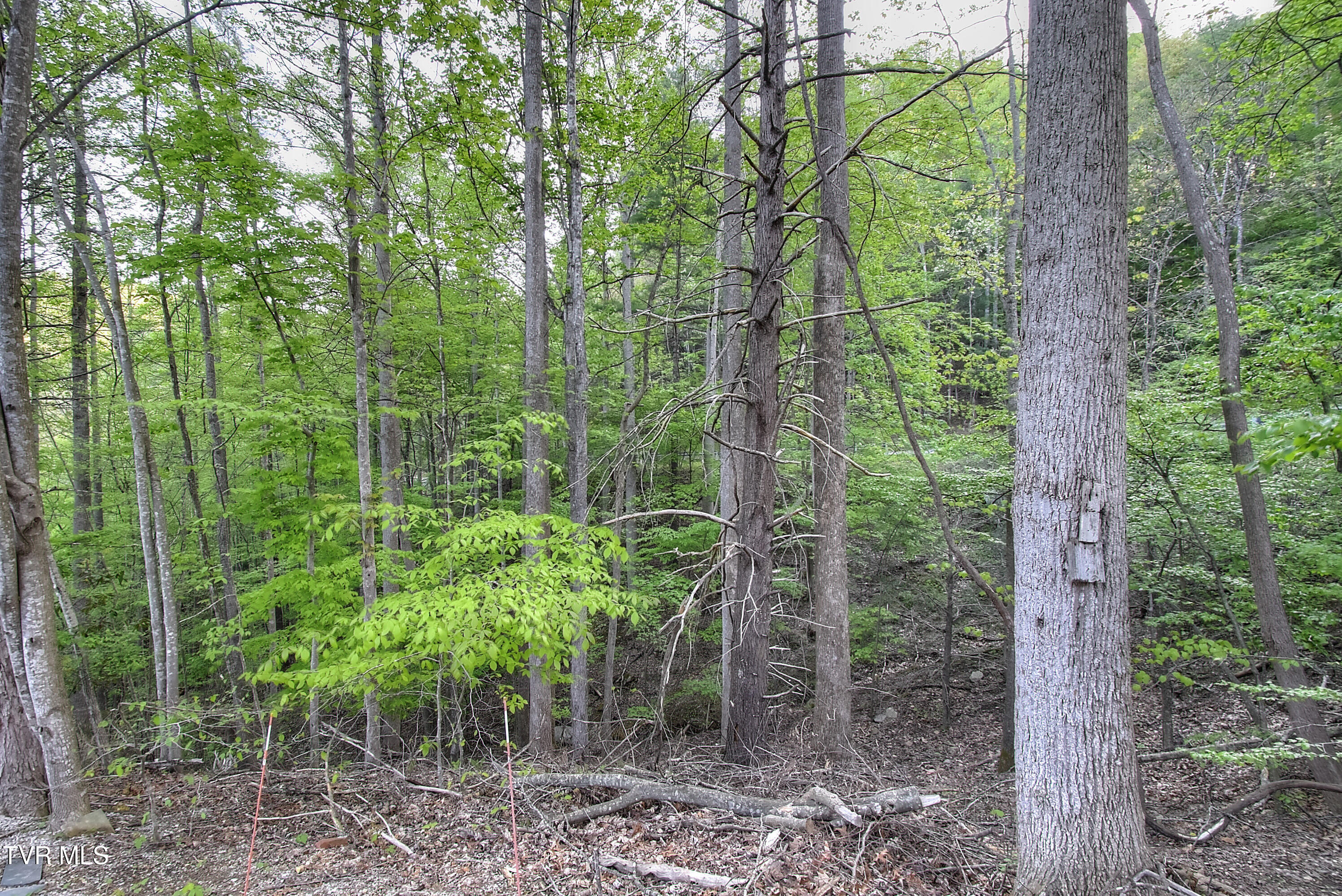 106 Chandler Cove Road, Erwin, Tennessee image 6