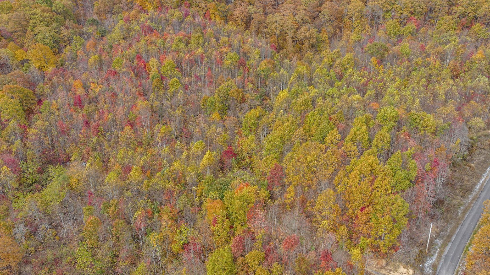 Tbd Paradise Lot 15 Drive, Duffield, Virginia image 2