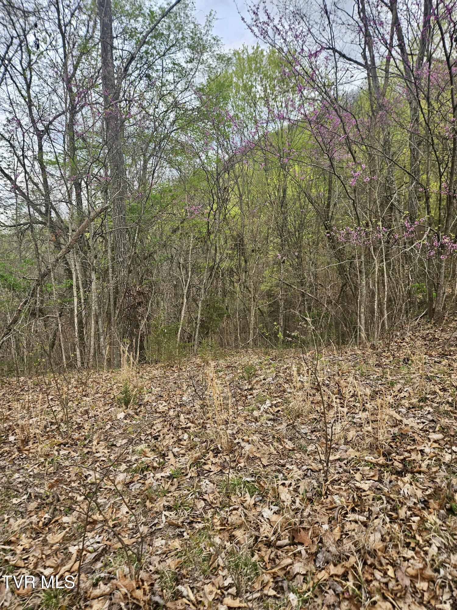 Christians Bend Road, Church Hill, Tennessee image 16
