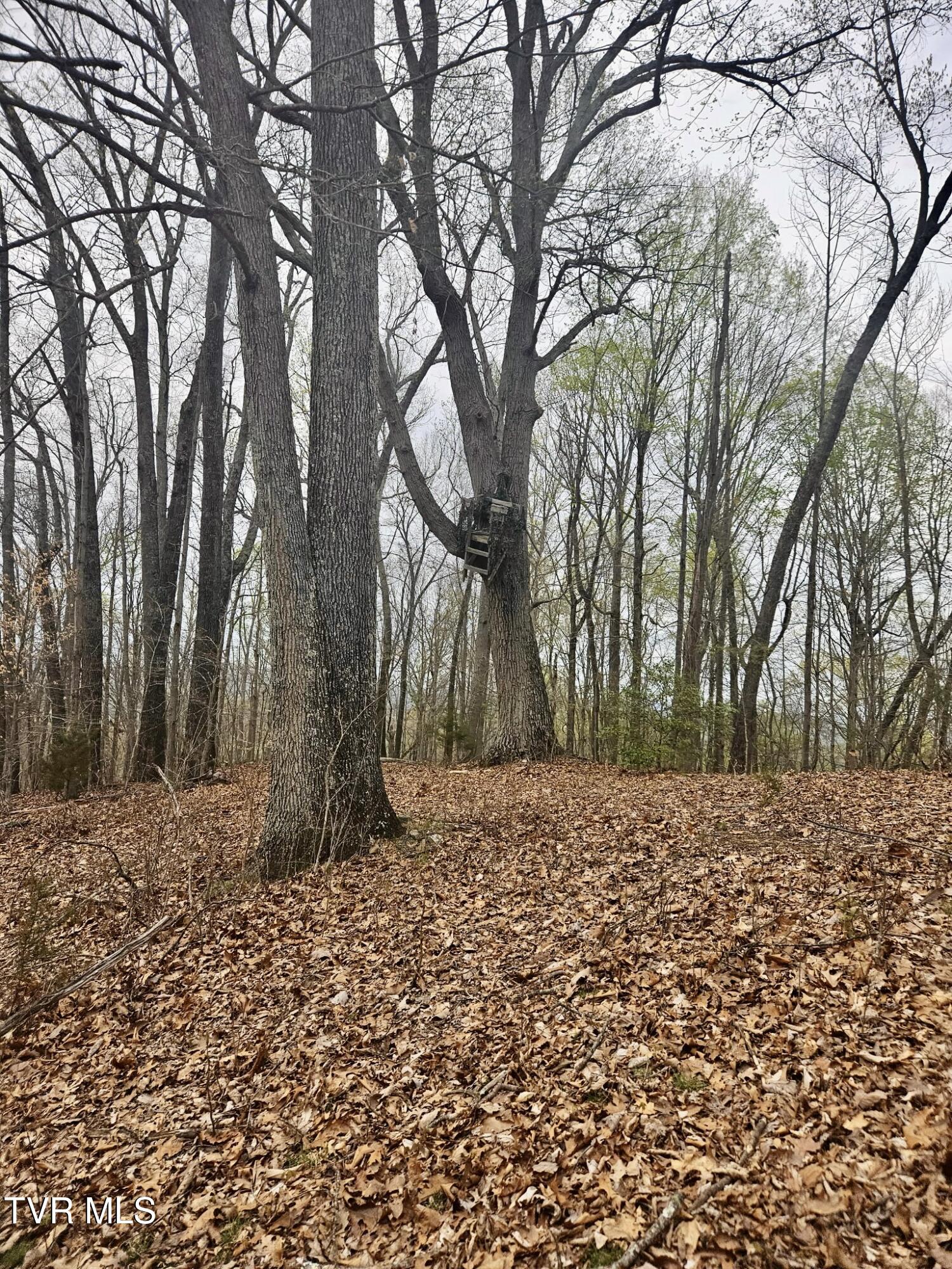 Christians Bend Road, Church Hill, Tennessee image 3